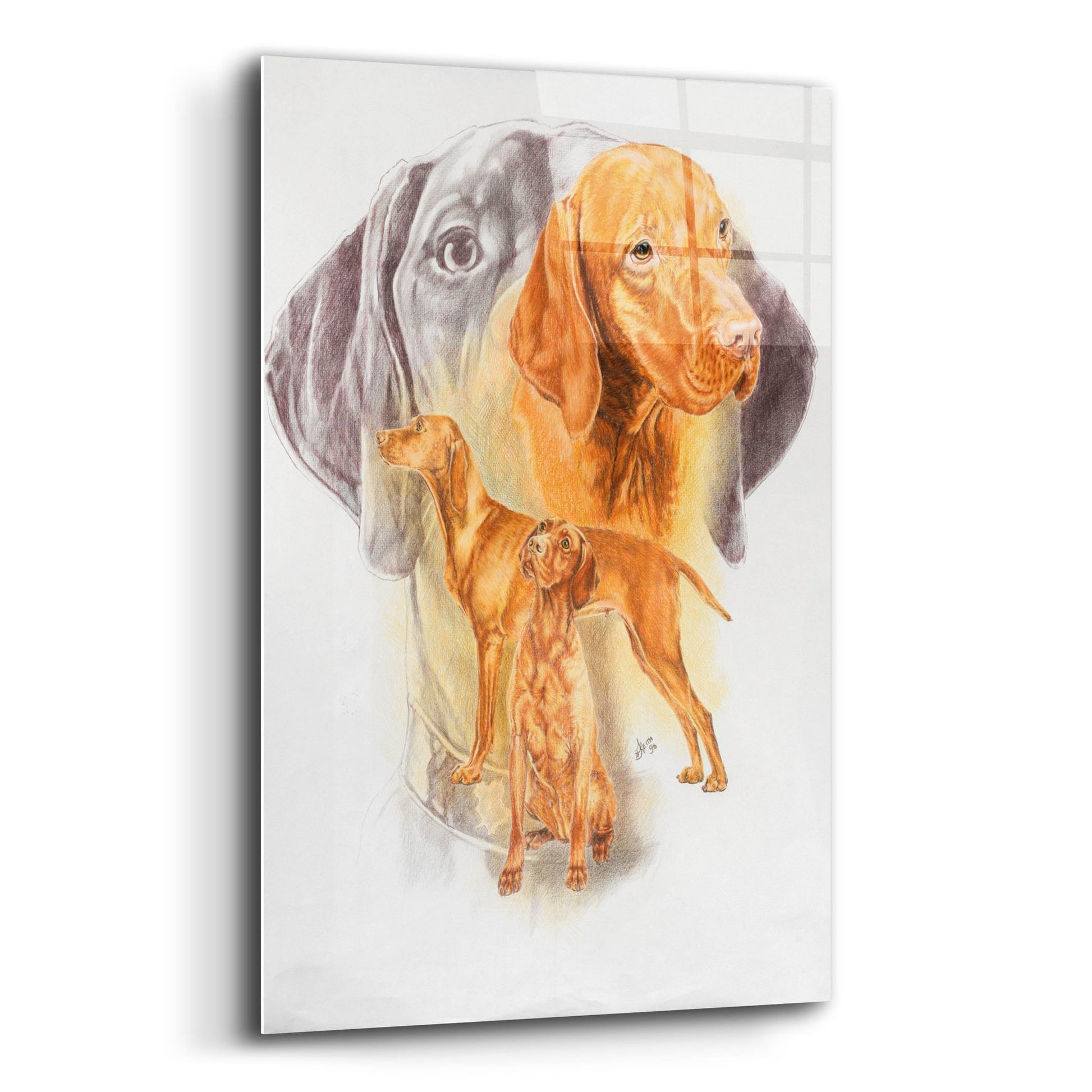 Epic Art 'Hungarian Vizsla' by Barbara Keith, Acrylic Glass Wall Art,12x16