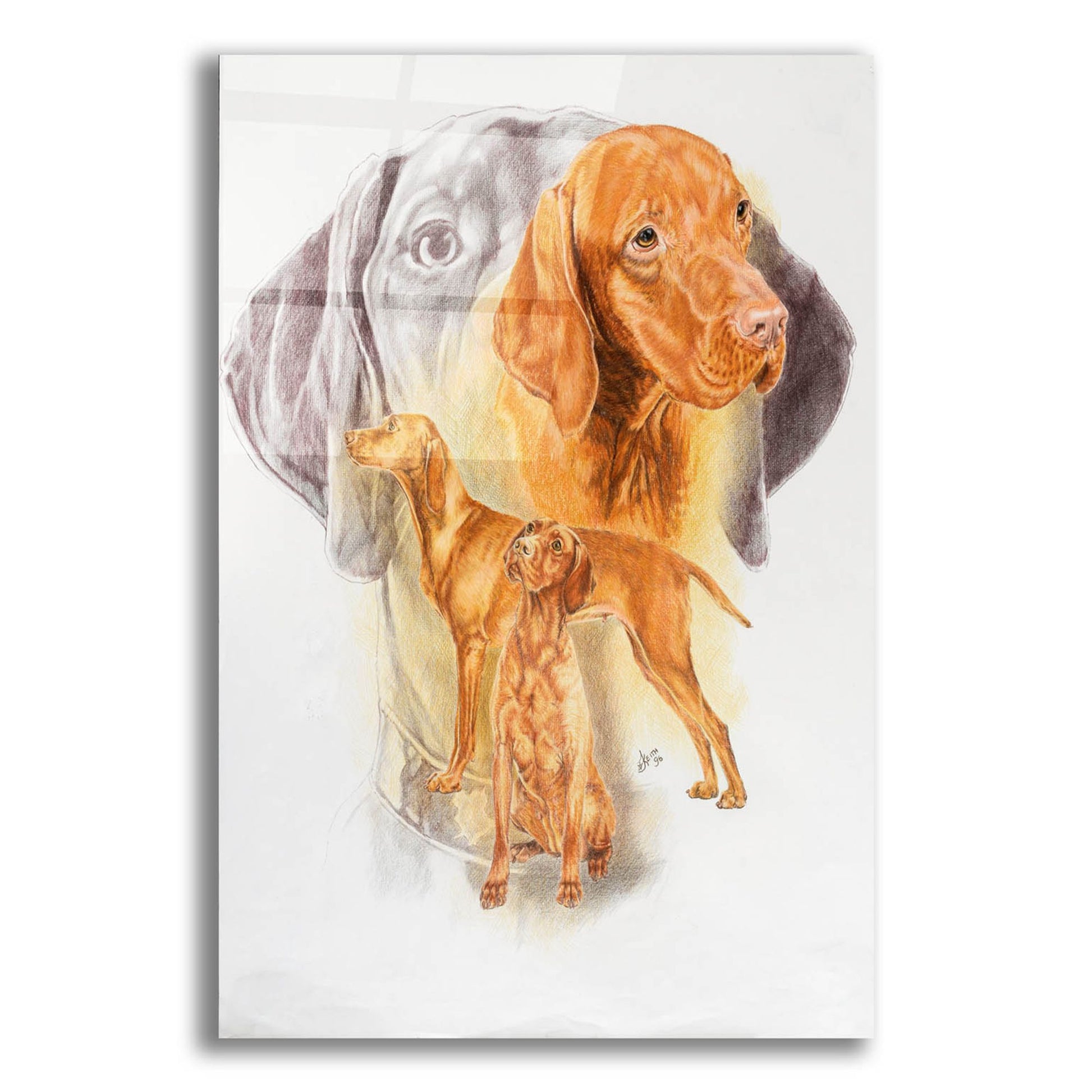 Epic Art 'Hungarian Vizsla' by Barbara Keith, Acrylic Glass Wall Art,12x16