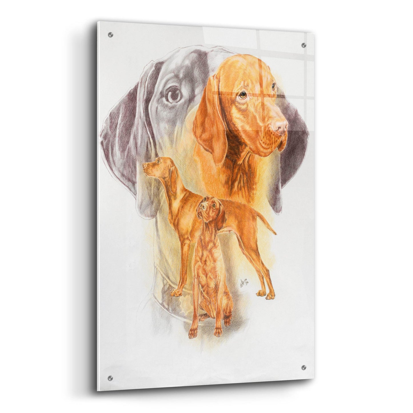 Epic Art 'Hungarian Vizsla' by Barbara Keith, Acrylic Glass Wall Art,24x36