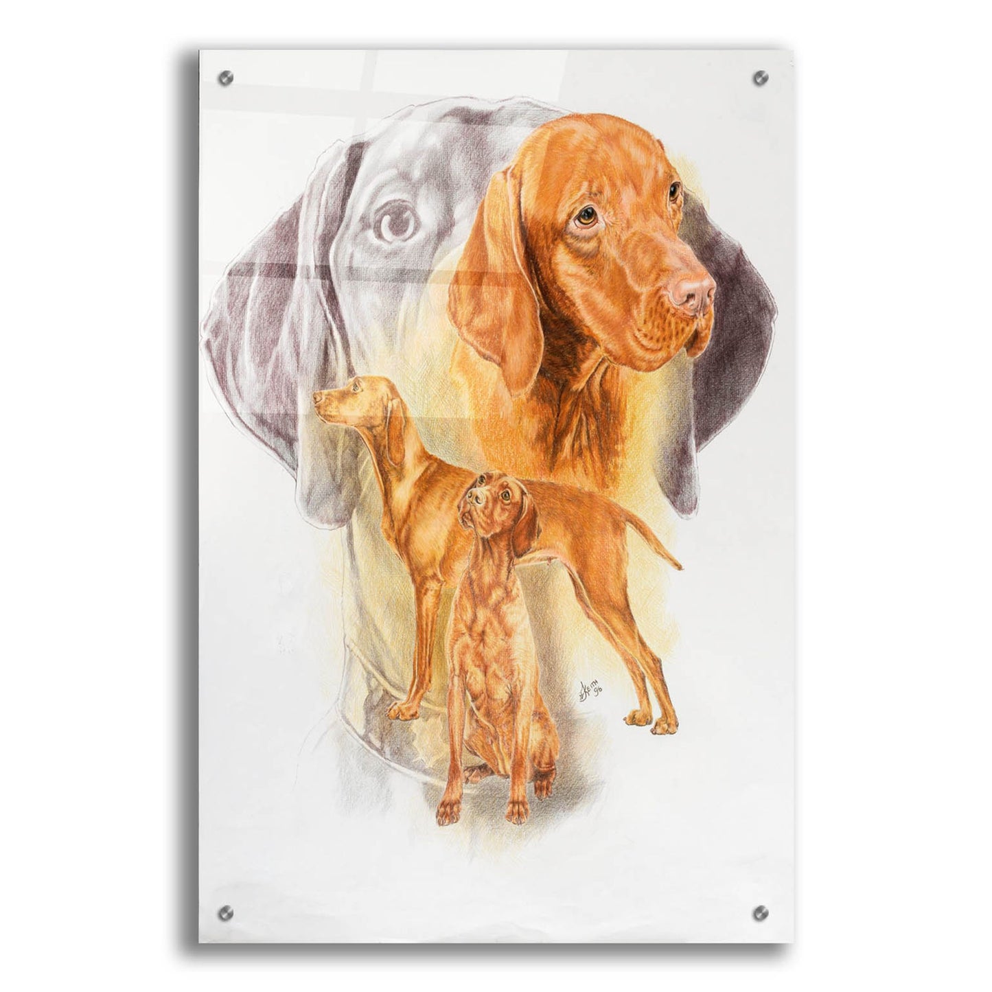 Epic Art 'Hungarian Vizsla' by Barbara Keith, Acrylic Glass Wall Art,24x36