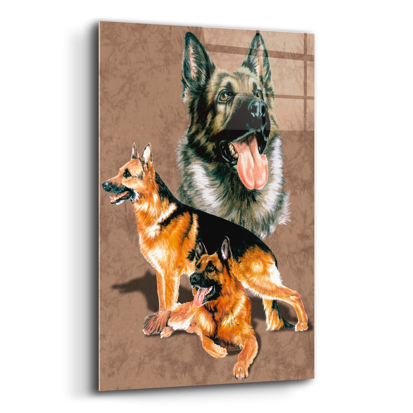 Epic Art 'German Shepherd' by Barbara Keith, Acrylic Glass Wall Art,12x16