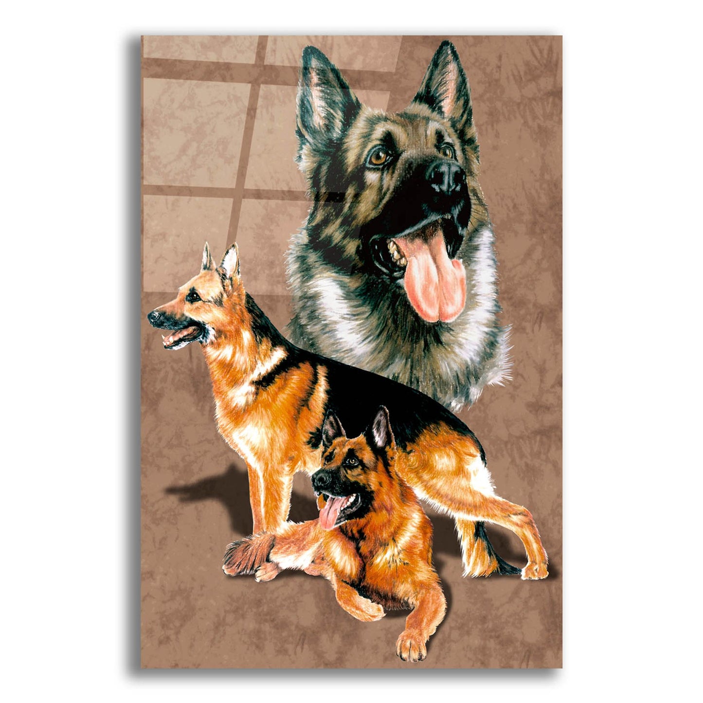 Epic Art 'German Shepherd' by Barbara Keith, Acrylic Glass Wall Art,12x16