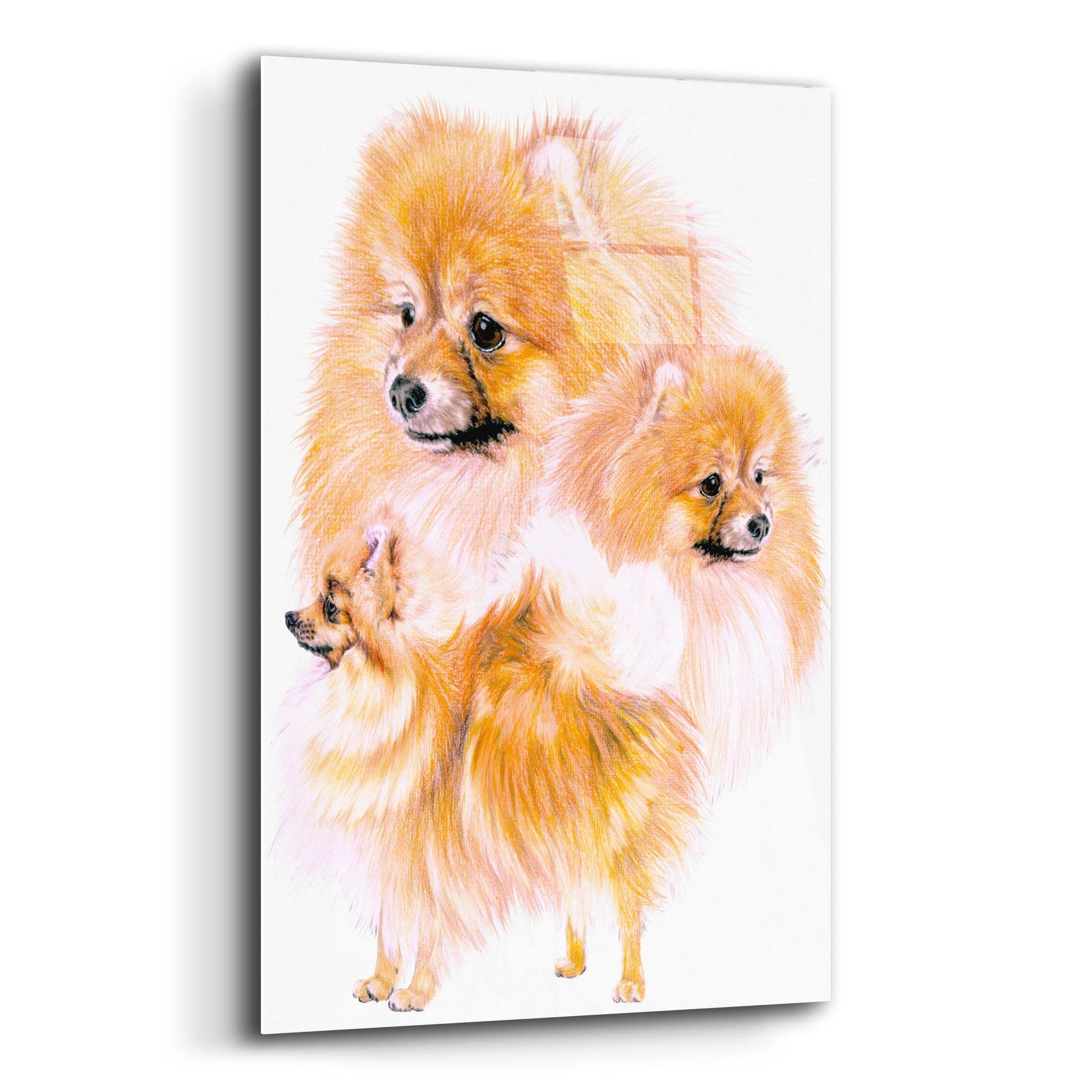 Epic Art 'Pomeranian' by Barbara Keith, Acrylic Glass Wall Art,12x16