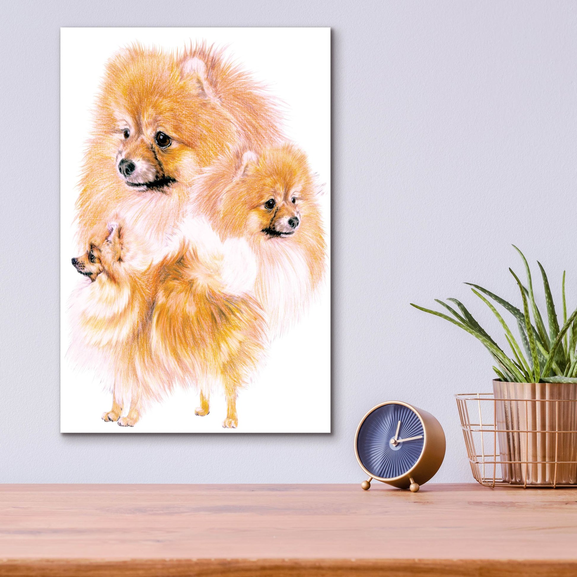 Epic Art 'Pomeranian' by Barbara Keith, Acrylic Glass Wall Art,12x16