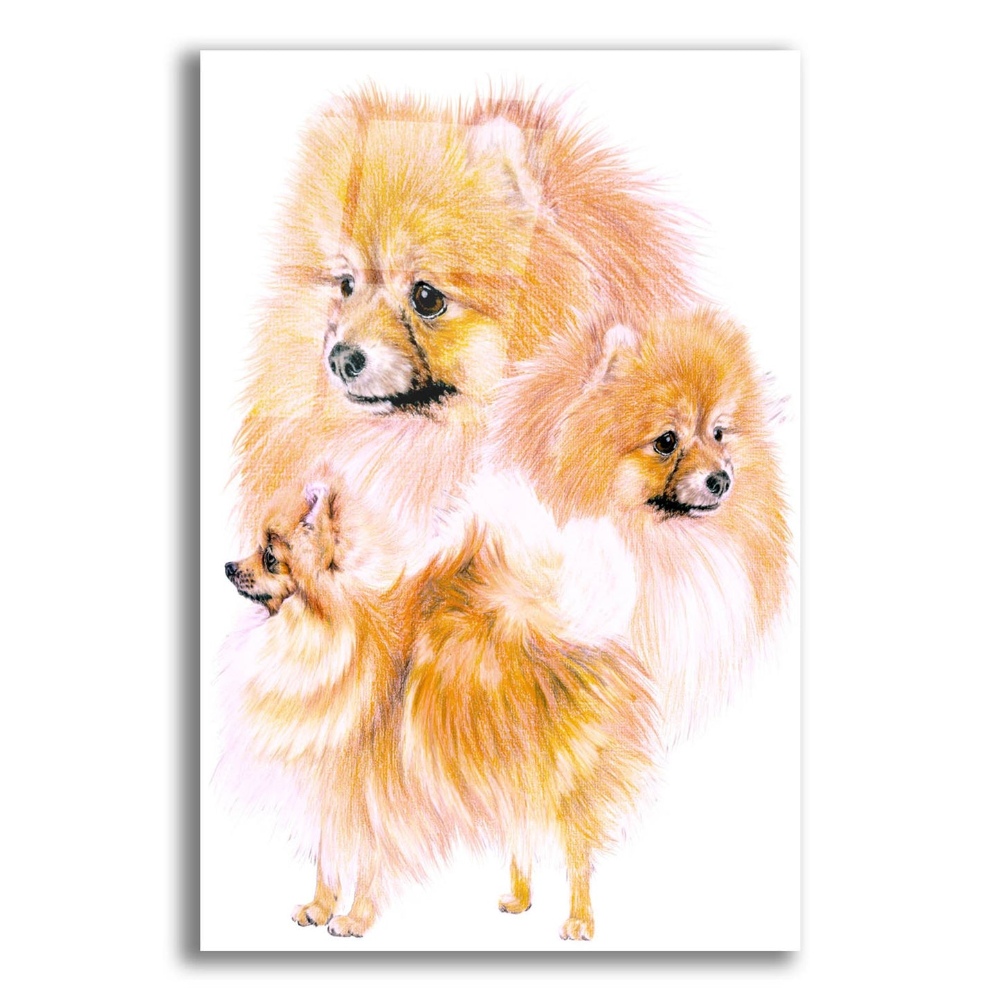 Epic Art 'Pomeranian' by Barbara Keith, Acrylic Glass Wall Art,12x16