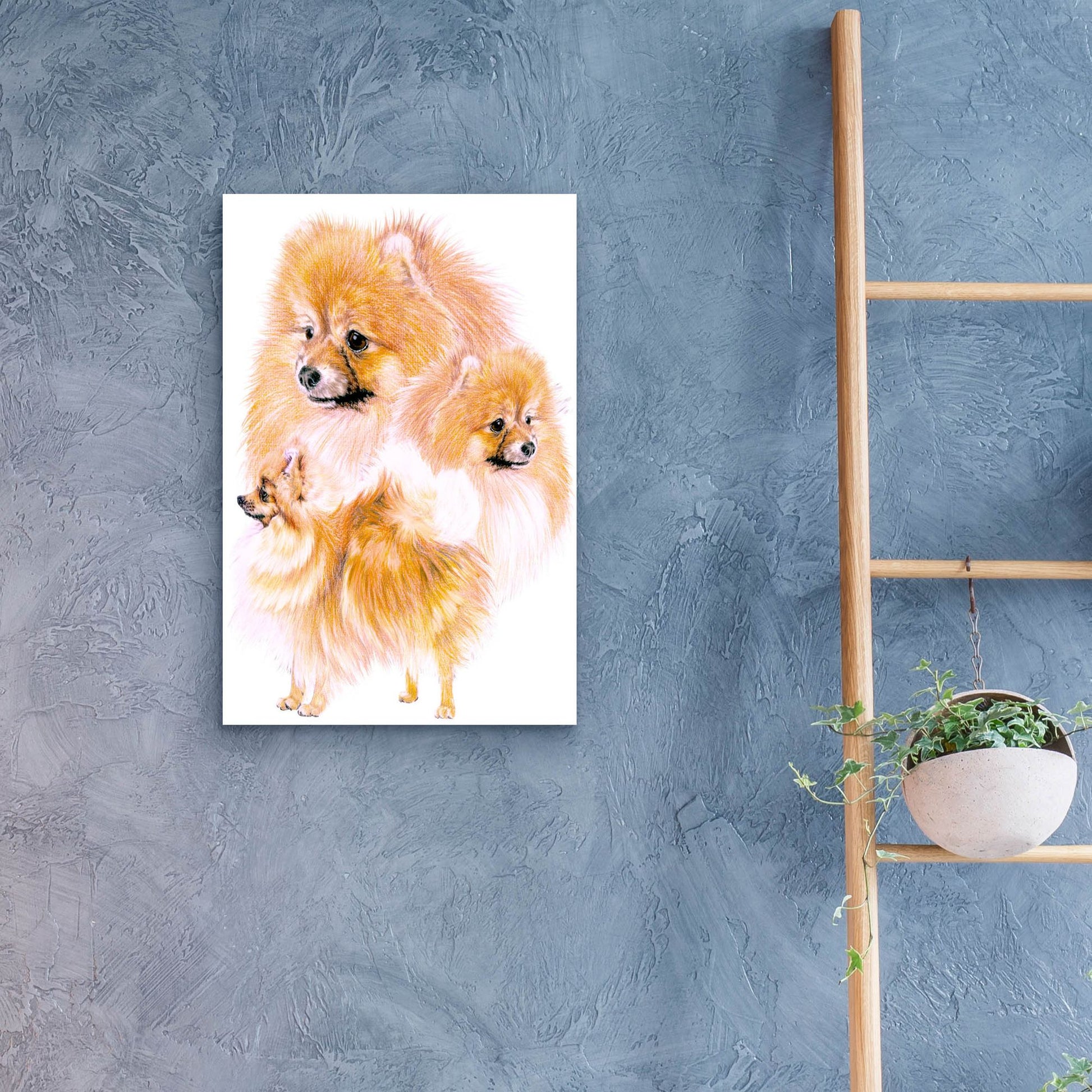 Epic Art 'Pomeranian' by Barbara Keith, Acrylic Glass Wall Art,16x24