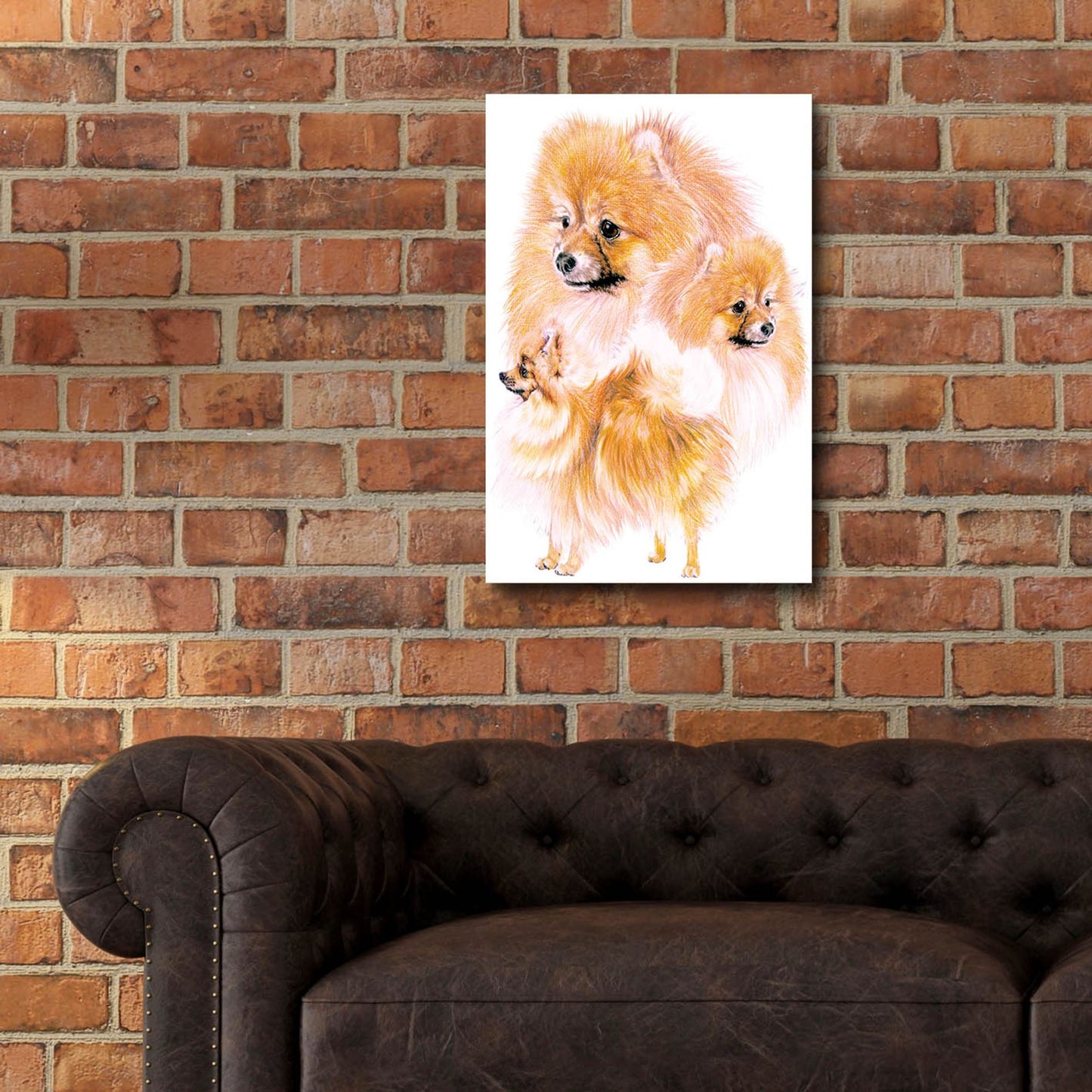 Epic Art 'Pomeranian' by Barbara Keith, Acrylic Glass Wall Art,16x24