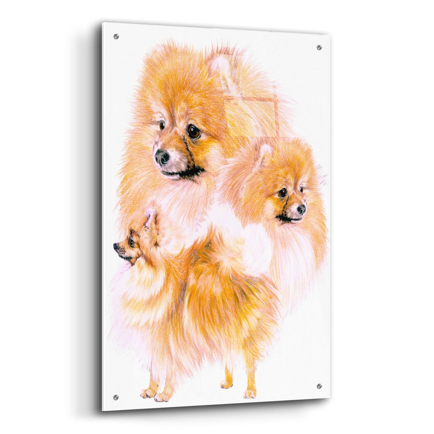 Epic Art 'Pomeranian' by Barbara Keith, Acrylic Glass Wall Art,24x36