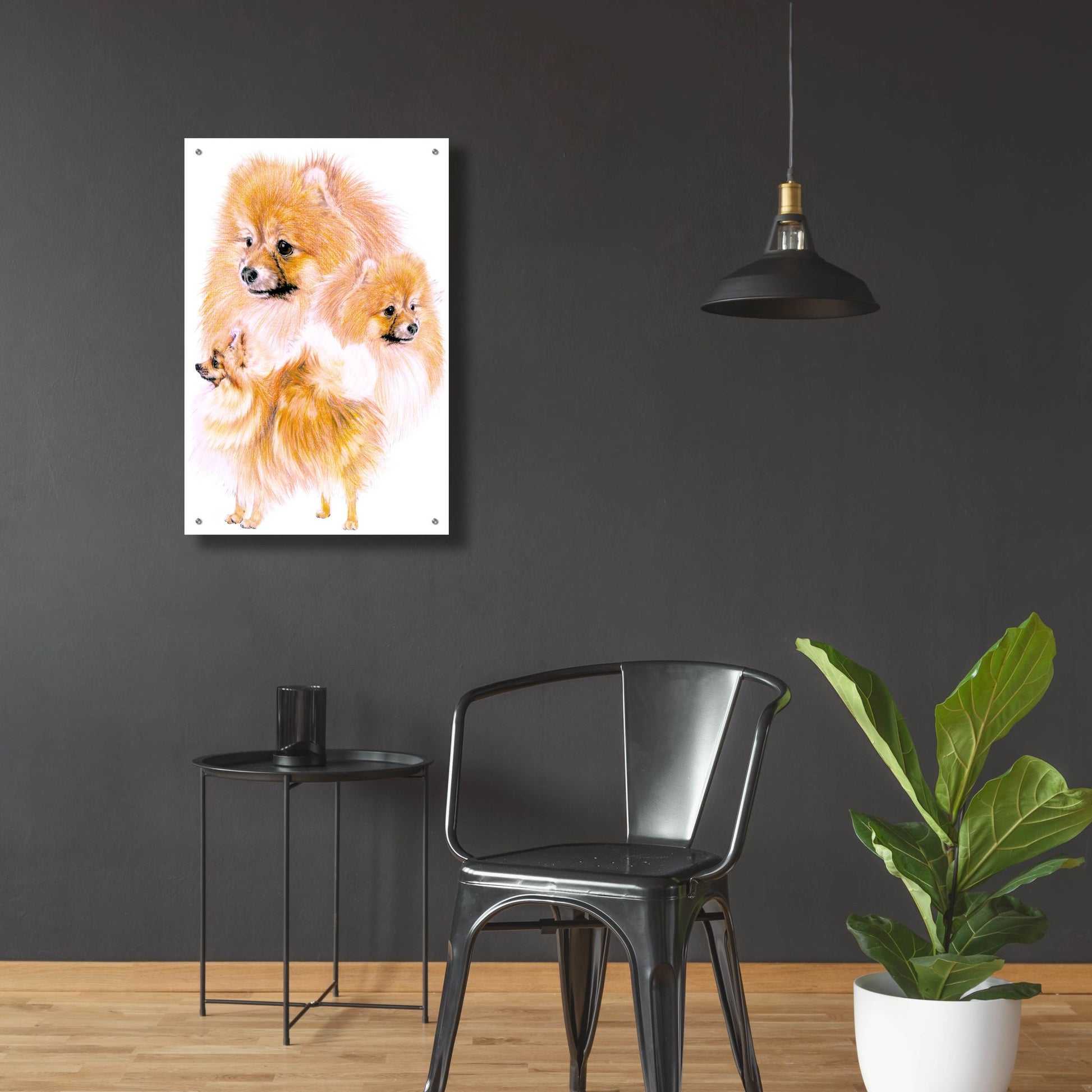 Epic Art 'Pomeranian' by Barbara Keith, Acrylic Glass Wall Art,24x36