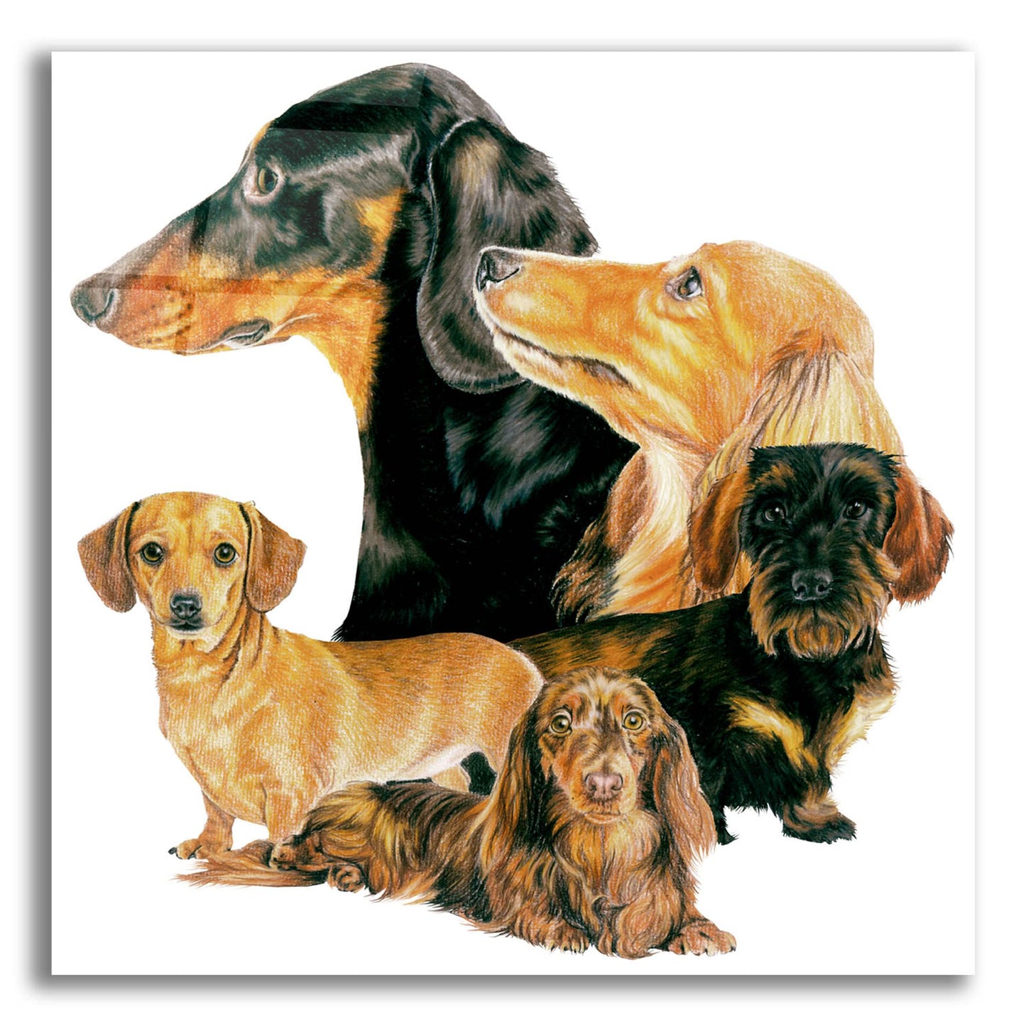 Epic Art 'Dachshund 2' by Barbara Keith, Acrylic Glass Wall Art