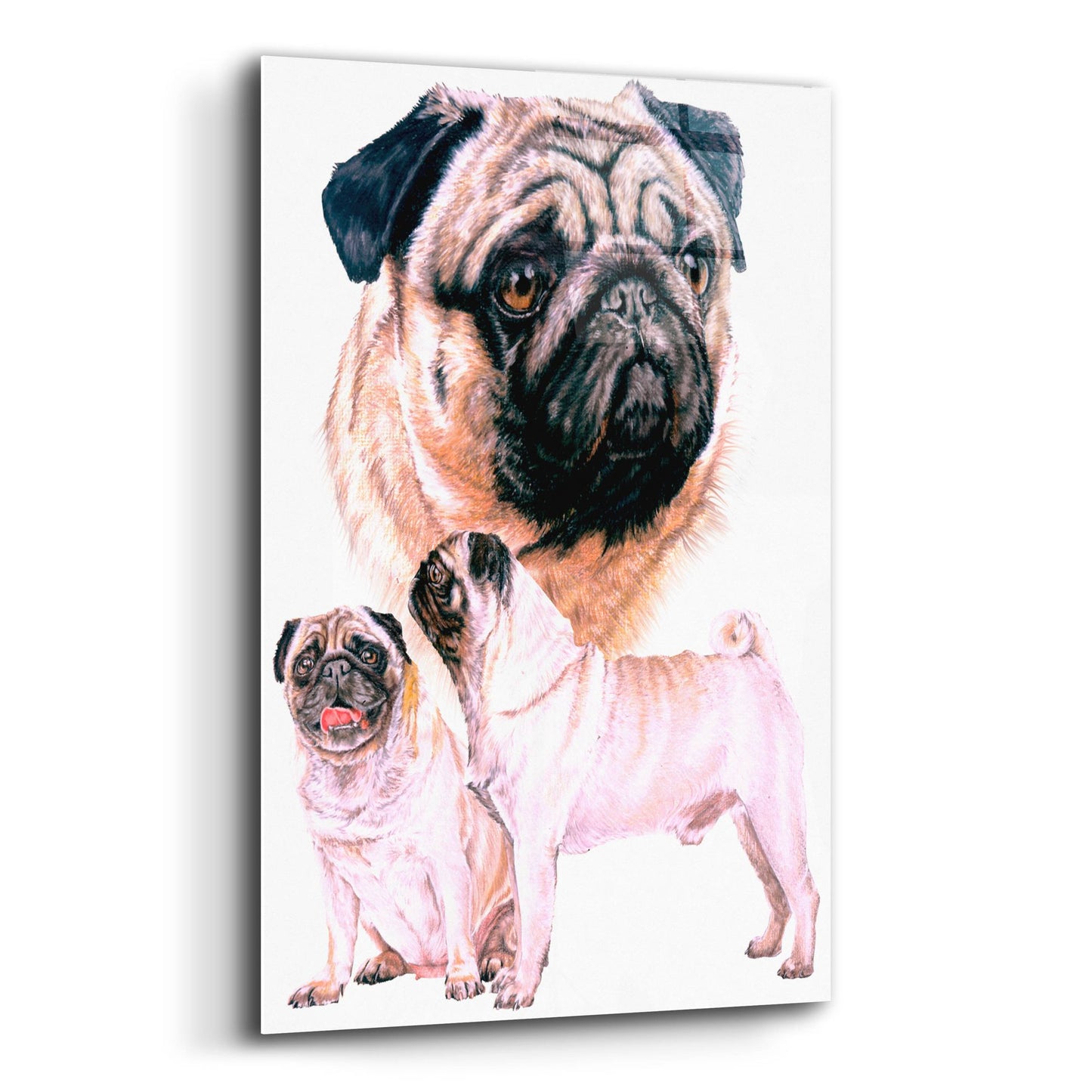 Epic Art 'Pug' by Barbara Keith, Acrylic Glass Wall Art,12x16