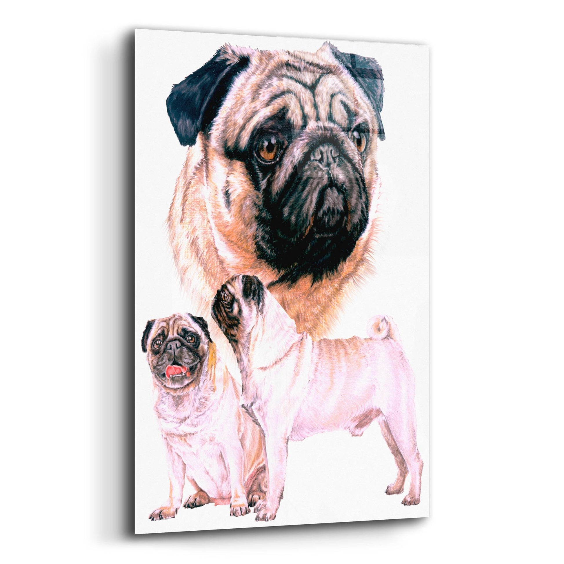 Epic Art 'Pug' by Barbara Keith, Acrylic Glass Wall Art,12x16