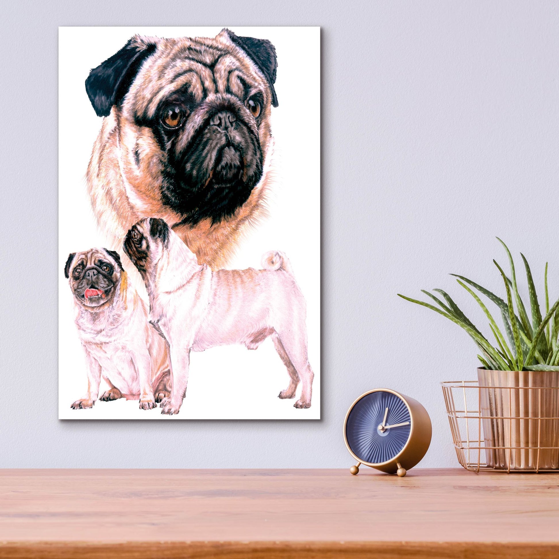 Epic Art 'Pug' by Barbara Keith, Acrylic Glass Wall Art,12x16