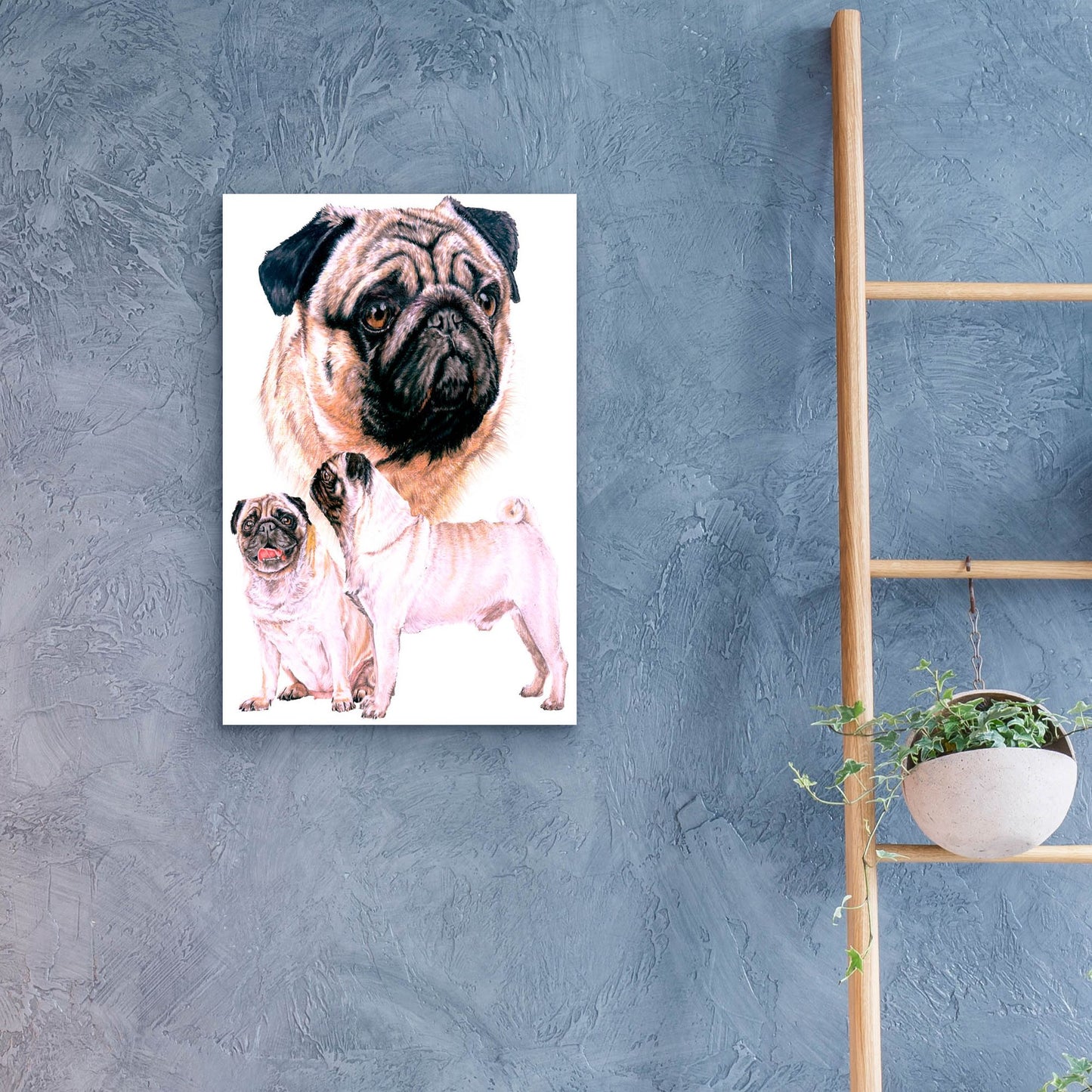 Epic Art 'Pug' by Barbara Keith, Acrylic Glass Wall Art,16x24