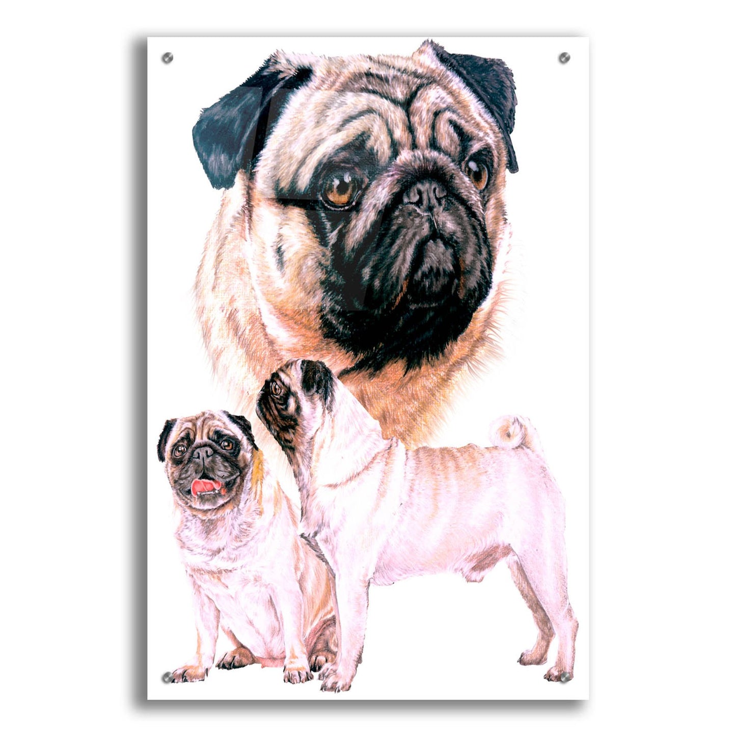 Epic Art 'Pug' by Barbara Keith, Acrylic Glass Wall Art,24x36