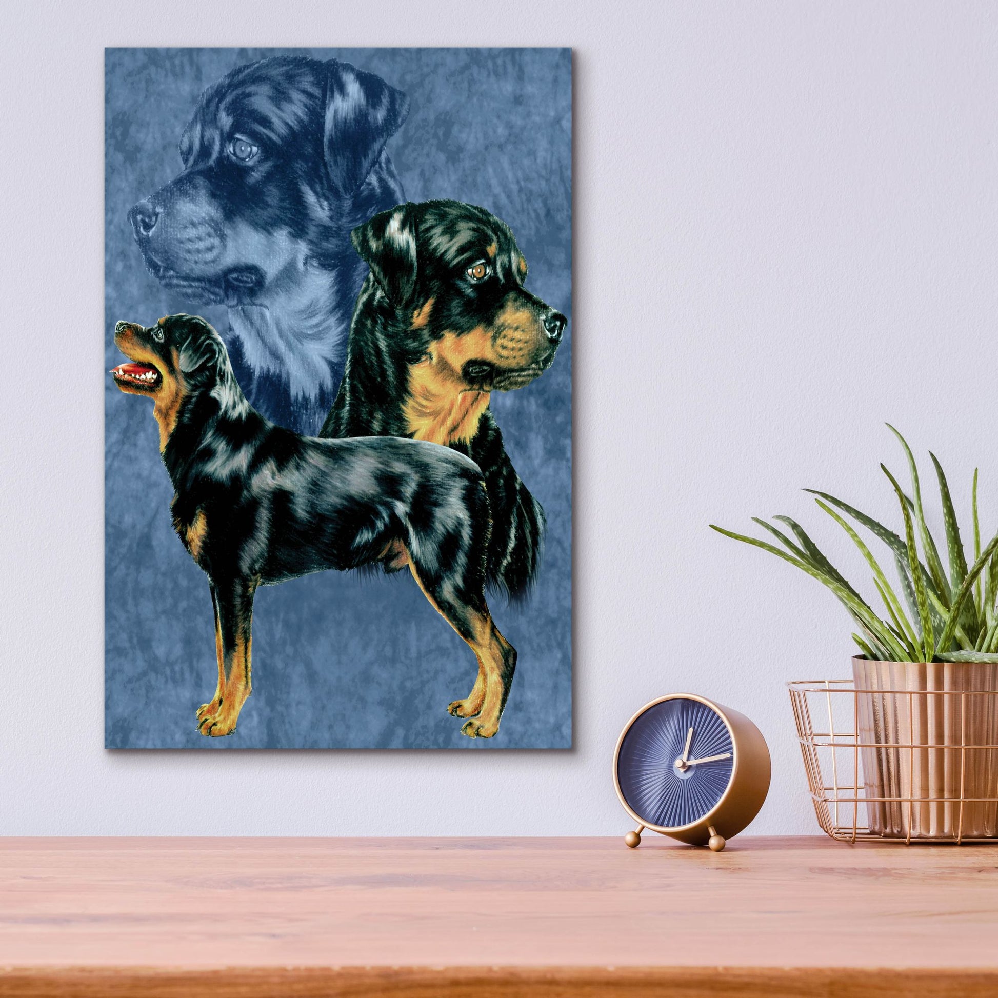 Epic Art 'Rottweiller' by Barbara Keith, Acrylic Glass Wall Art,12x16