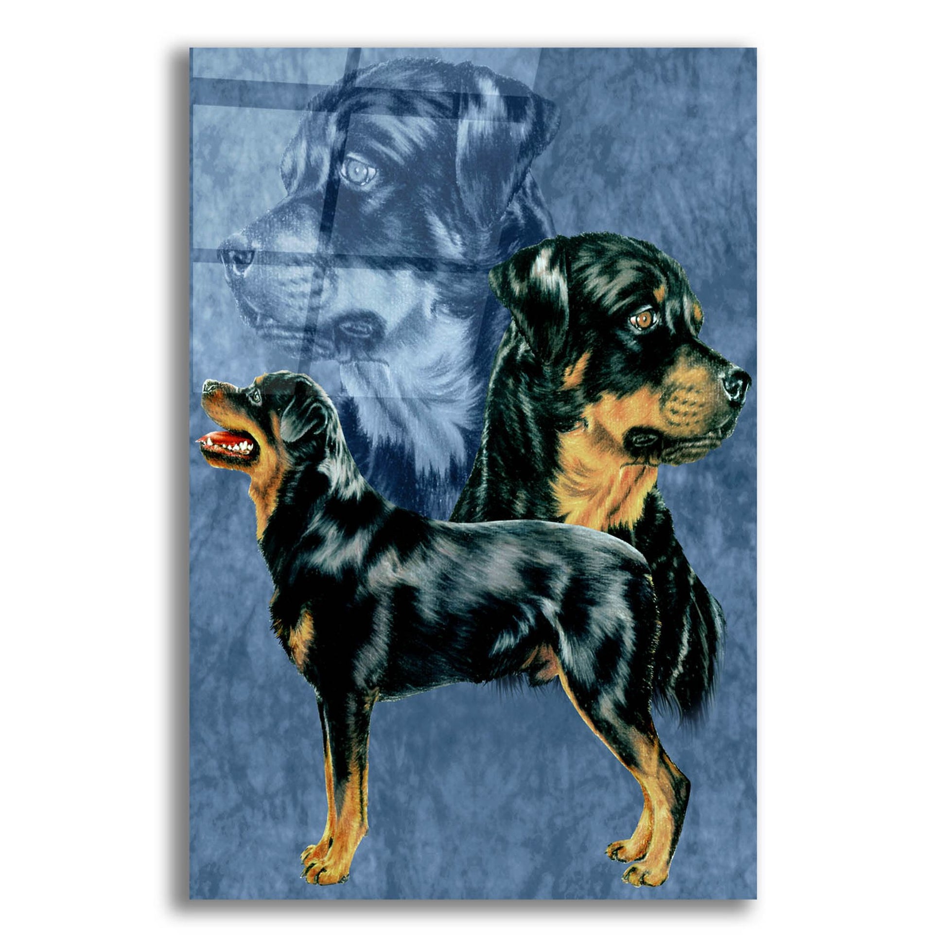 Epic Art 'Rottweiller' by Barbara Keith, Acrylic Glass Wall Art,12x16