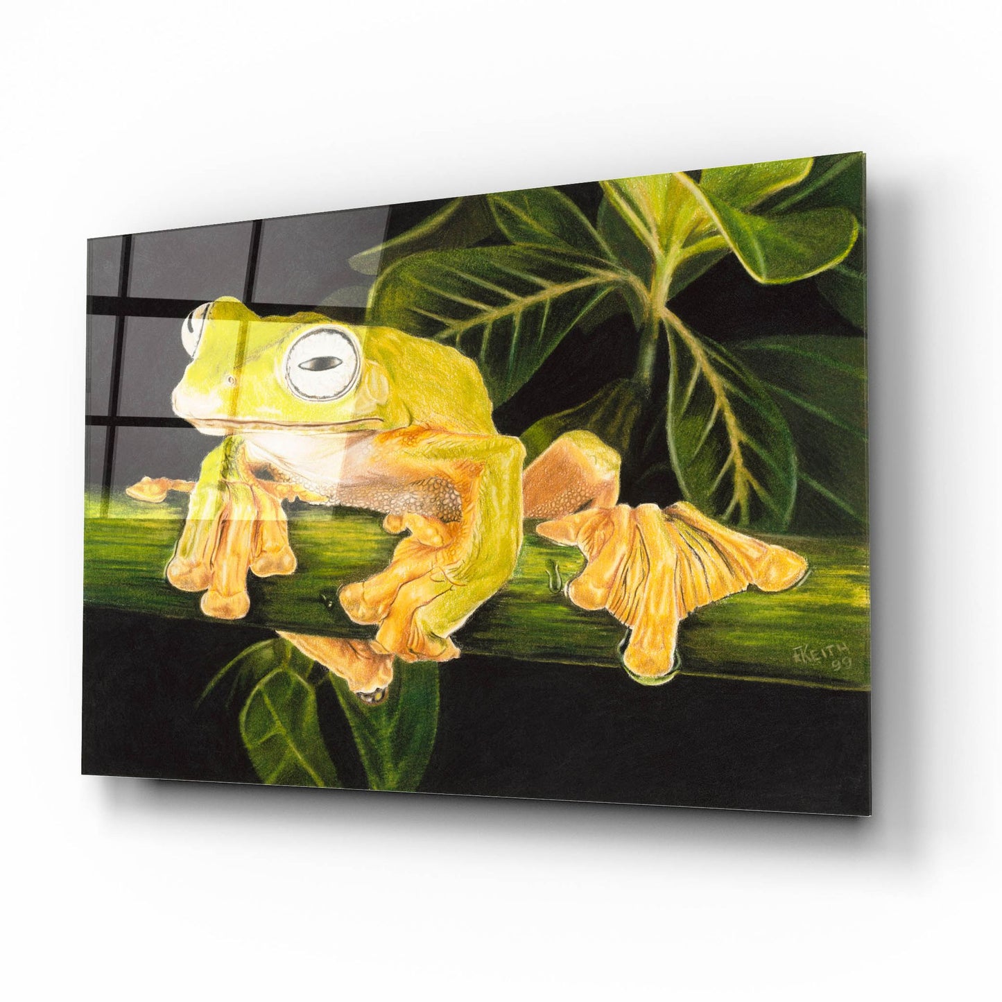 Epic Art 'Musky Flying Frog' by Barbara Keith, Acrylic Glass Wall Art,16x12