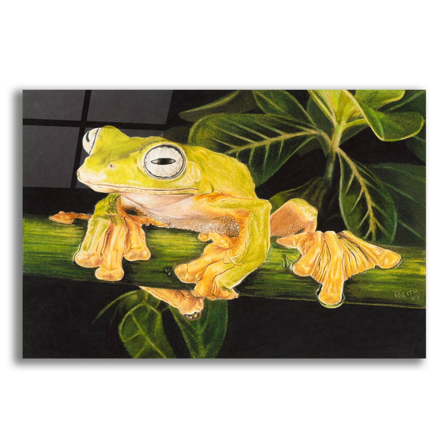 Epic Art 'Musky Flying Frog' by Barbara Keith, Acrylic Glass Wall Art,16x12