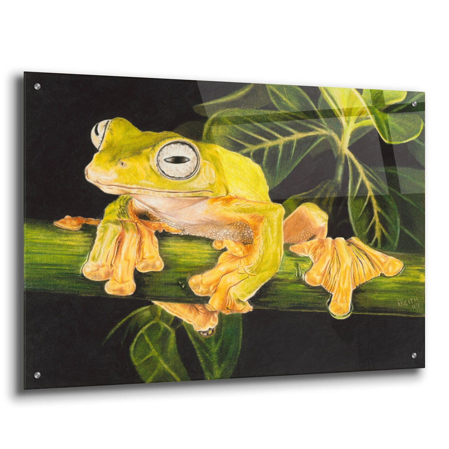 Epic Art 'Musky Flying Frog' by Barbara Keith, Acrylic Glass Wall Art,36x24