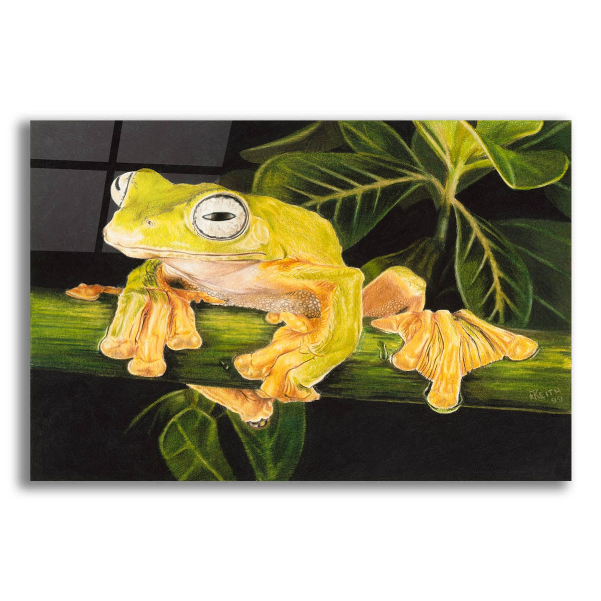 Musky Flying Frog by Barbara Keith acrylic glass wall art