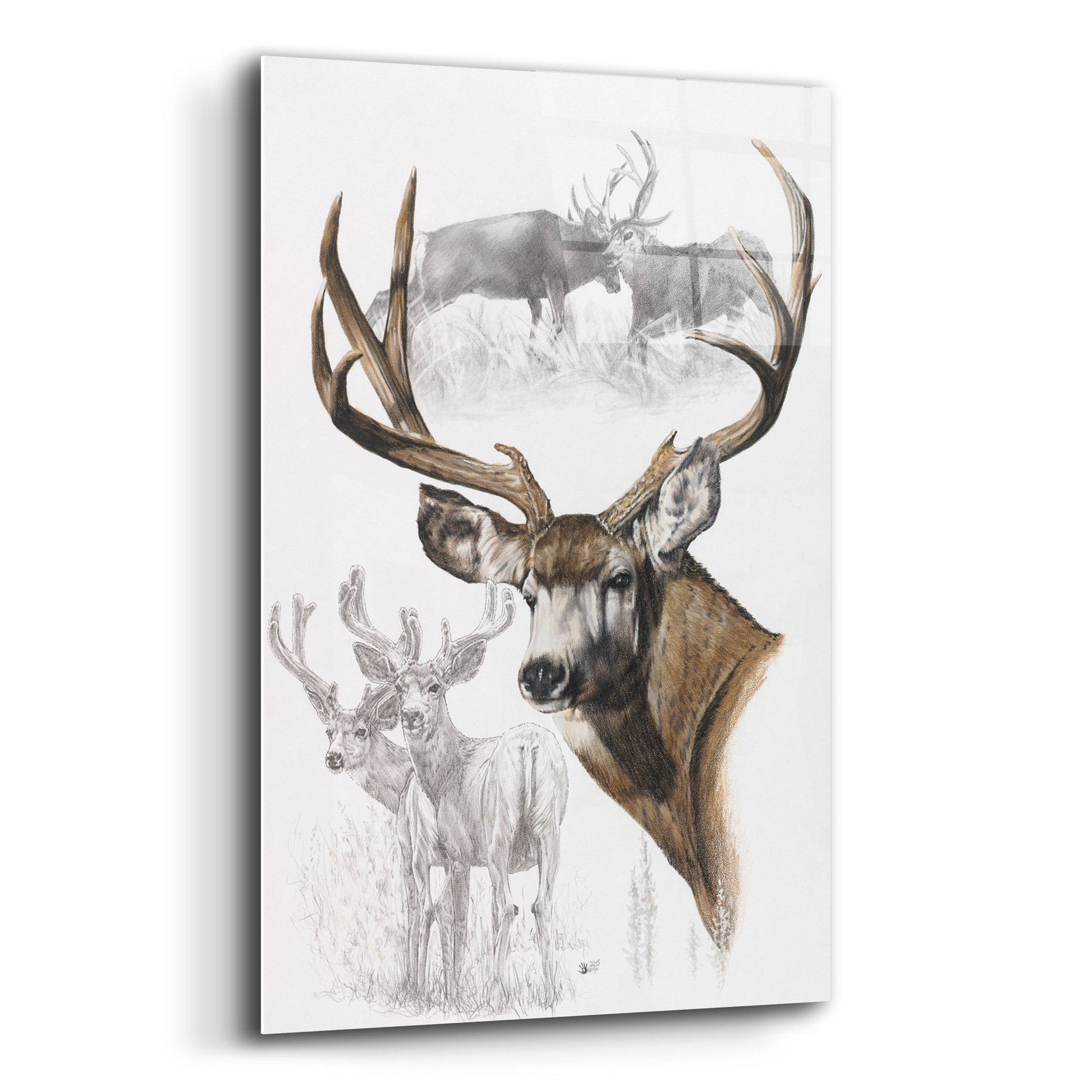 Epic Art 'Mule Deer' by Barbara Keith, Acrylic Glass Wall Art,12x16