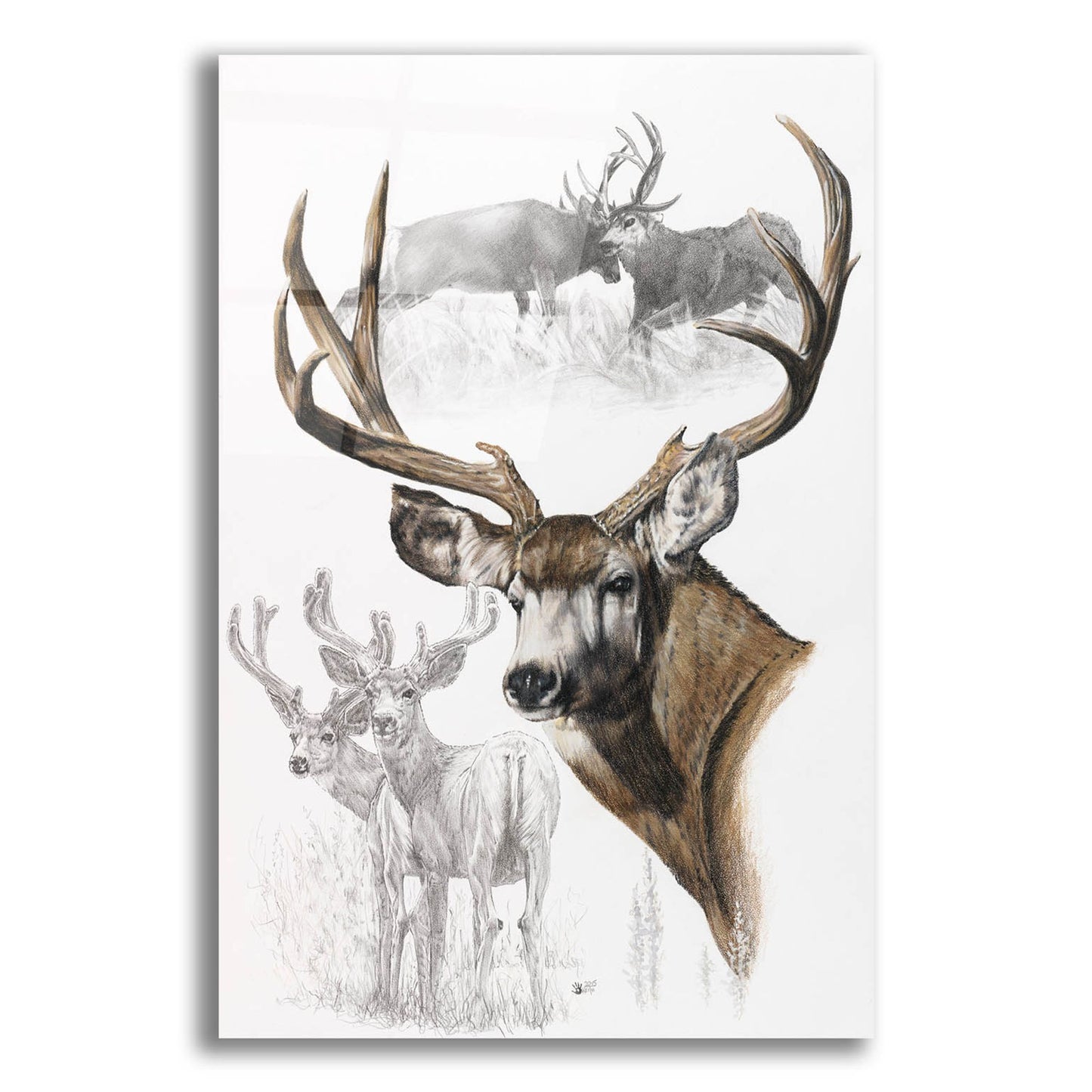 Epic Art 'Mule Deer' by Barbara Keith, Acrylic Glass Wall Art,12x16