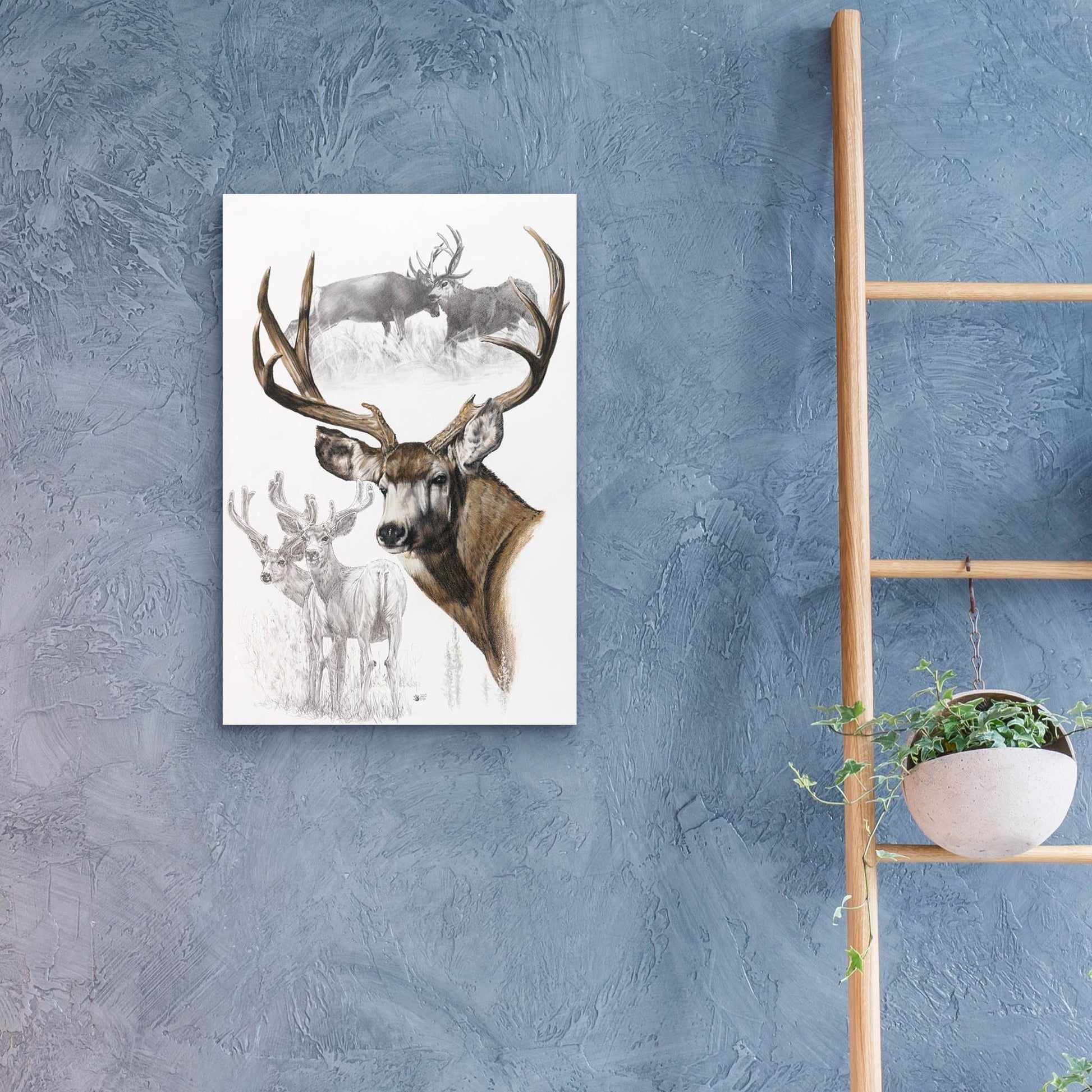 Epic Art 'Mule Deer' by Barbara Keith, Acrylic Glass Wall Art,16x24