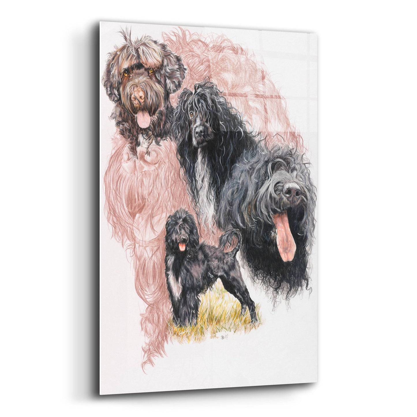 Epic Art 'Portuguese Water Dog' by Barbara Keith, Acrylic Glass Wall Art,12x16