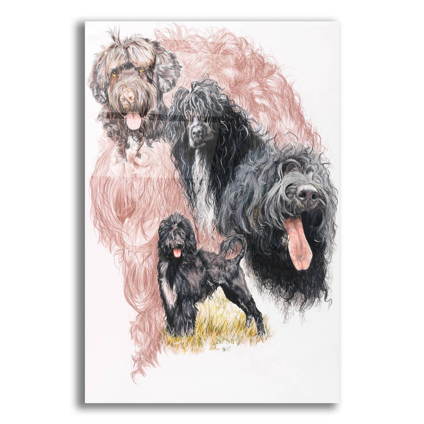 Epic Art 'Portuguese Water Dog' by Barbara Keith, Acrylic Glass Wall Art,12x16