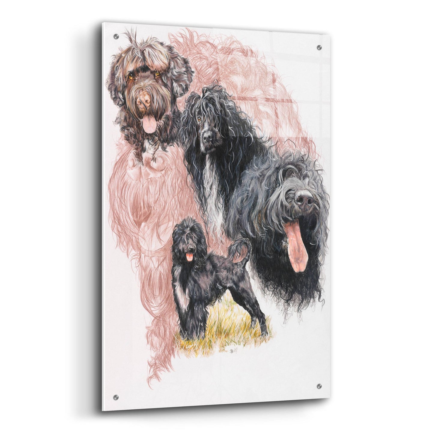 Epic Art 'Portuguese Water Dog' by Barbara Keith, Acrylic Glass Wall Art,24x36