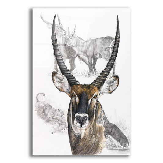 Epic Art 'Waterbuck' by Barbara Keith, Acrylic Glass Wall Art