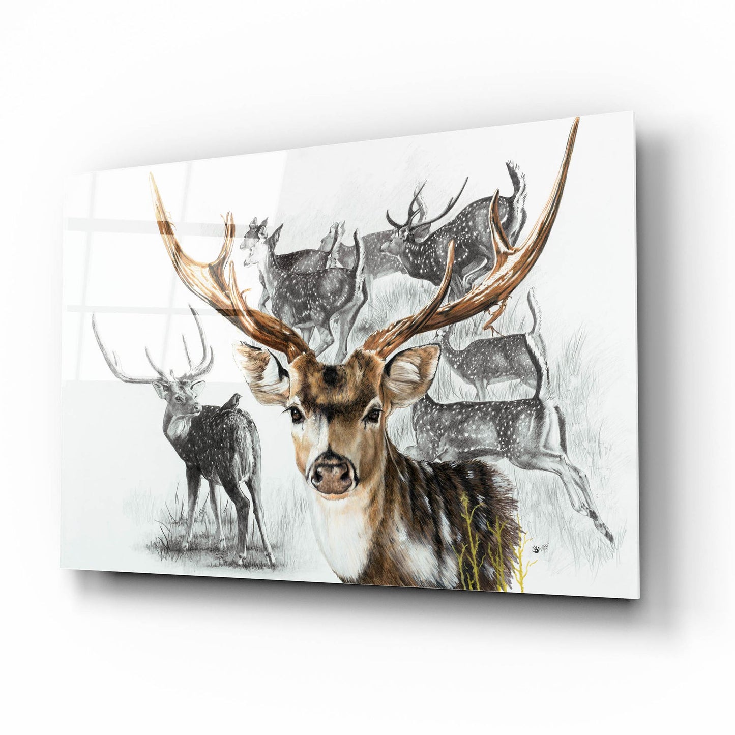 Epic Art 'Axis Deer' by Barbara Keith, Acrylic Glass Wall Art,16x12