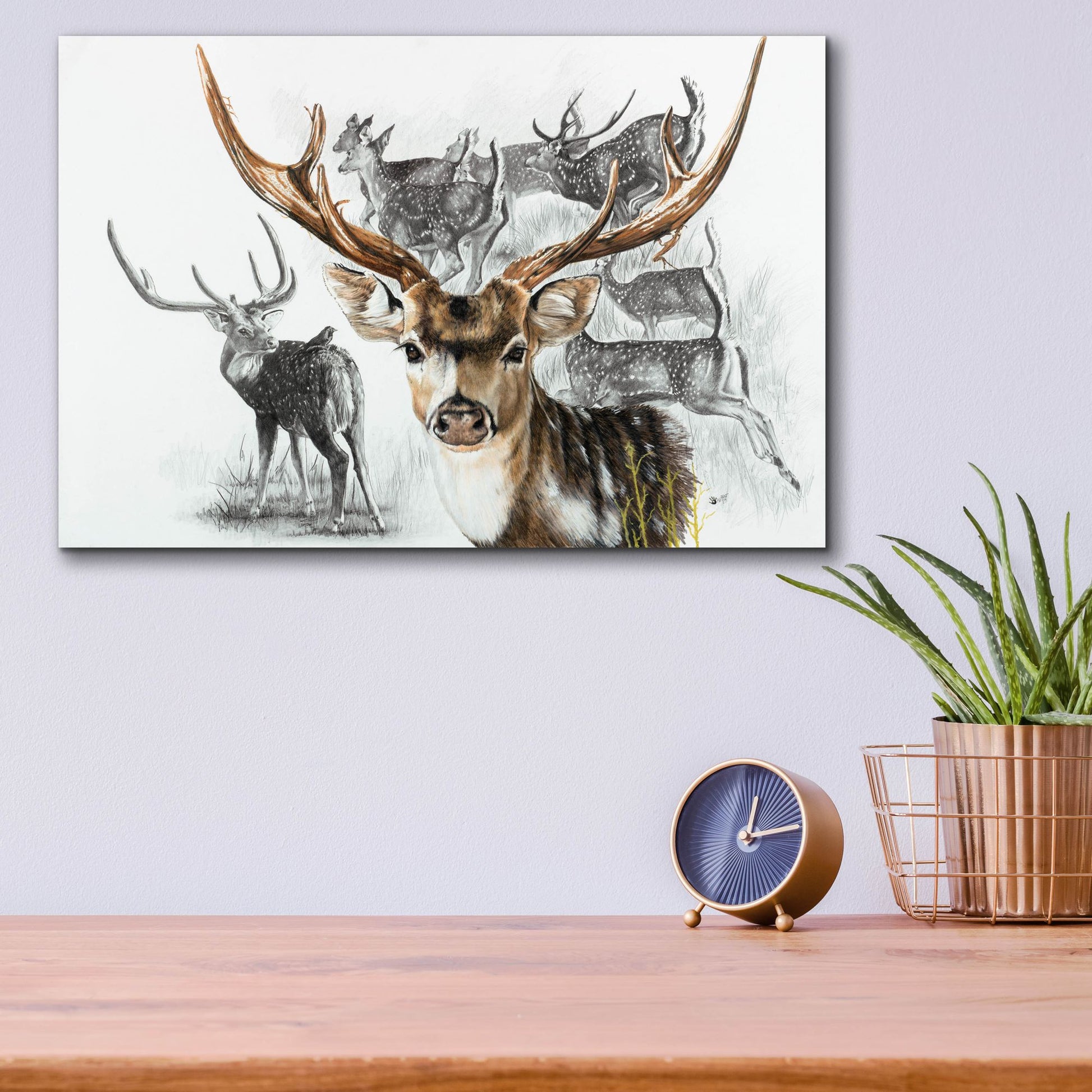 Epic Art 'Axis Deer' by Barbara Keith, Acrylic Glass Wall Art,16x12