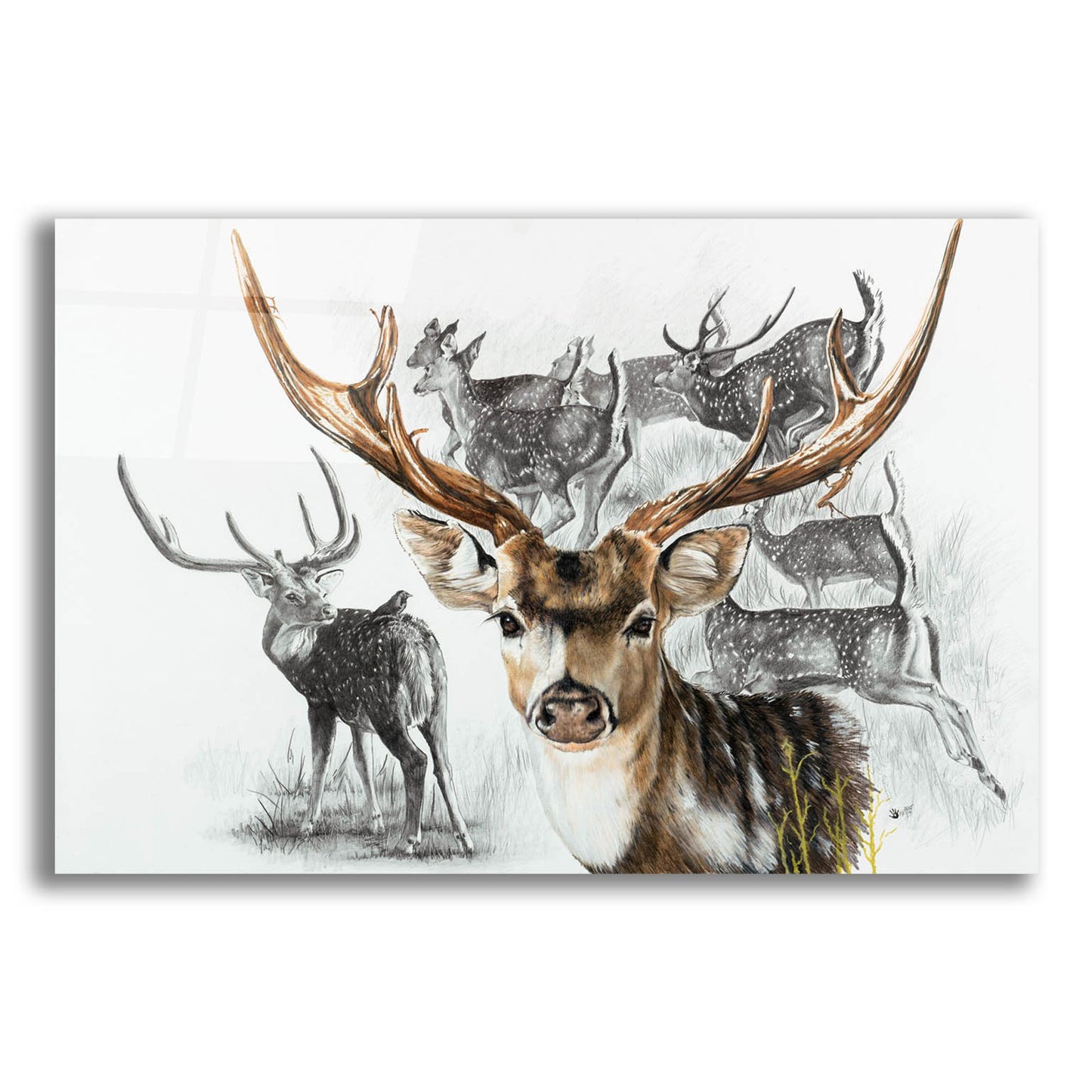 Epic Art 'Axis Deer' by Barbara Keith, Acrylic Glass Wall Art,16x12