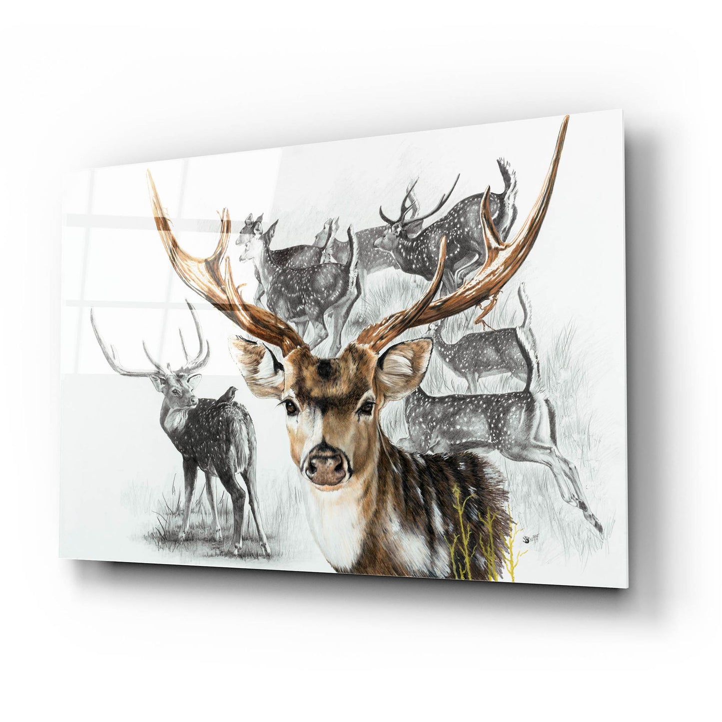 Epic Art 'Axis Deer' by Barbara Keith, Acrylic Glass Wall Art,24x16