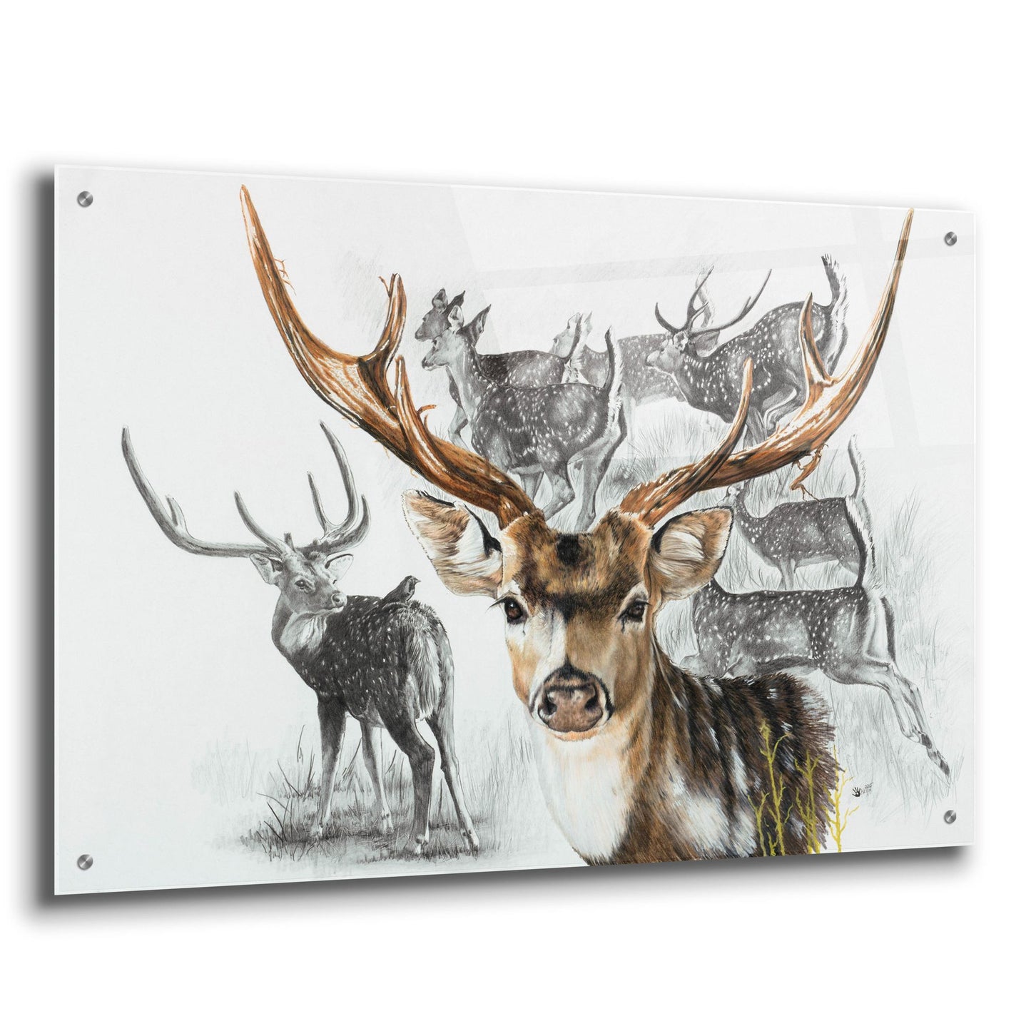 Epic Art 'Axis Deer' by Barbara Keith, Acrylic Glass Wall Art,36x24