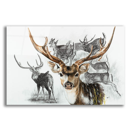 Epic Art 'Axis Deer' by Barbara Keith, Acrylic Glass Wall Art