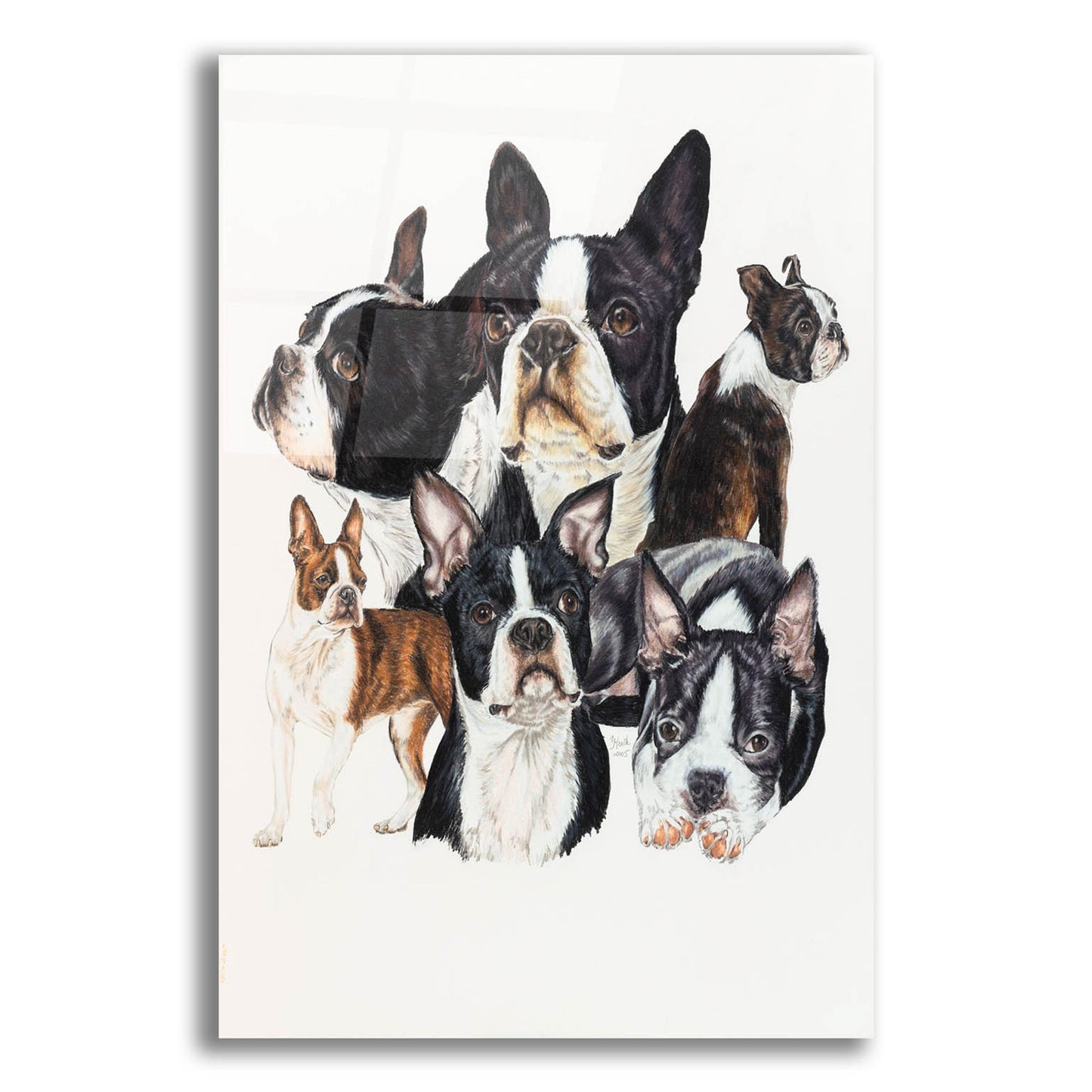 Epic Art 'Boston Terrier' by Barbara Keith, Acrylic Glass Wall Art,12x16