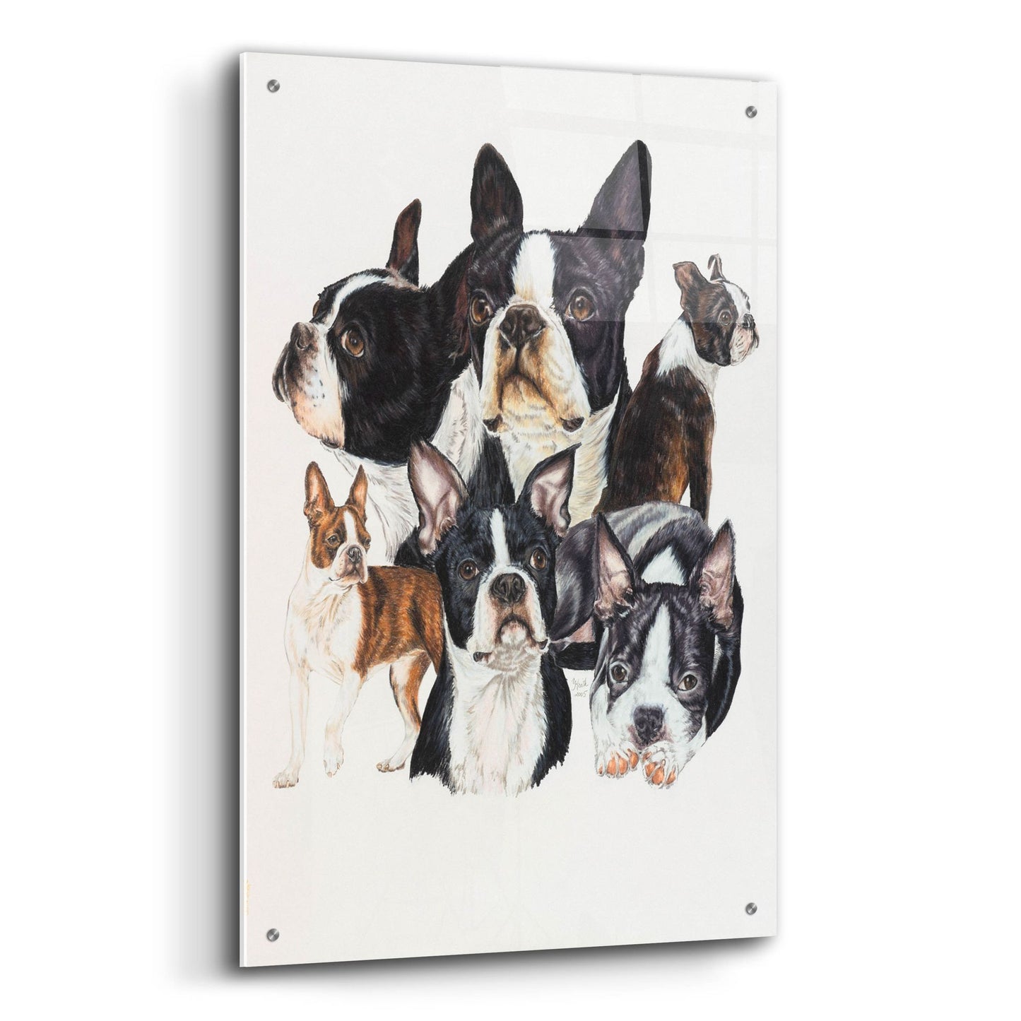 Epic Art 'Boston Terrier' by Barbara Keith, Acrylic Glass Wall Art,24x36