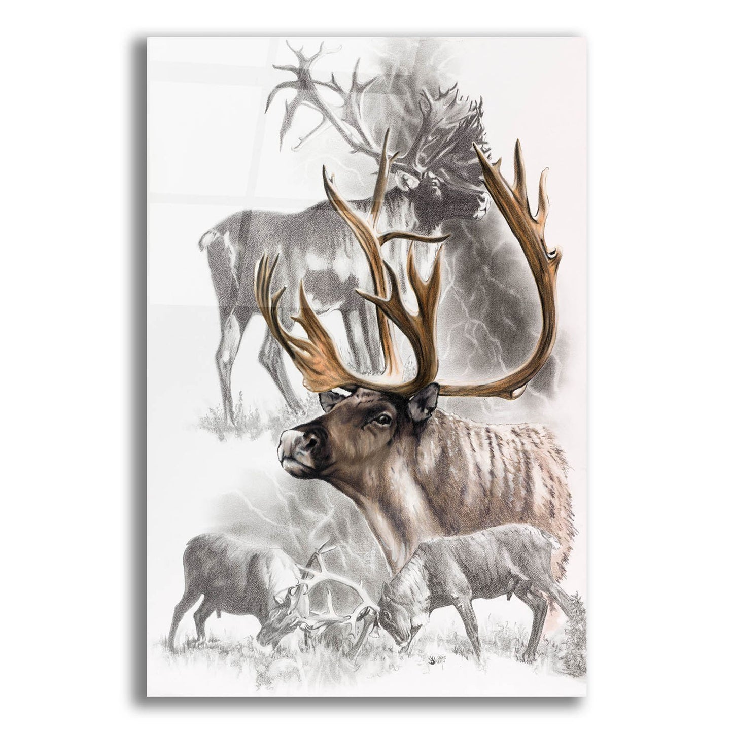 Epic Art 'Caribou' by Barbara Keith, Acrylic Glass Wall Art,12x16