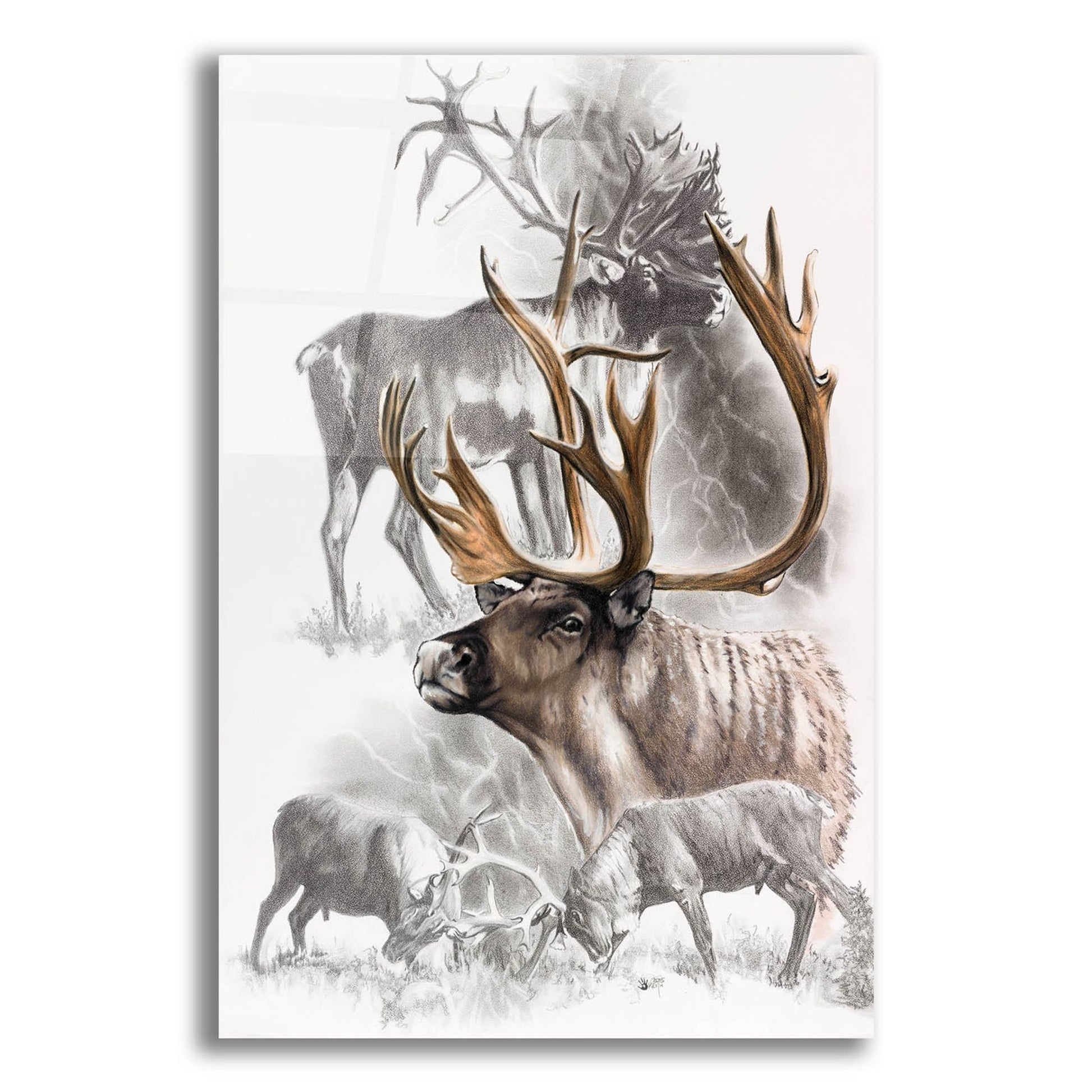 Epic Art 'Caribou' by Barbara Keith, Acrylic Glass Wall Art,16x24