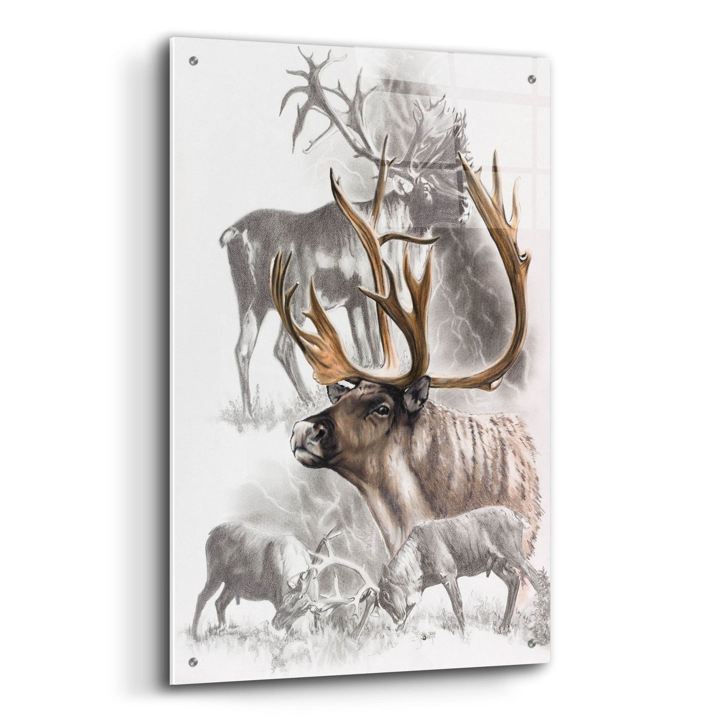 Epic Art 'Caribou' by Barbara Keith, Acrylic Glass Wall Art,24x36