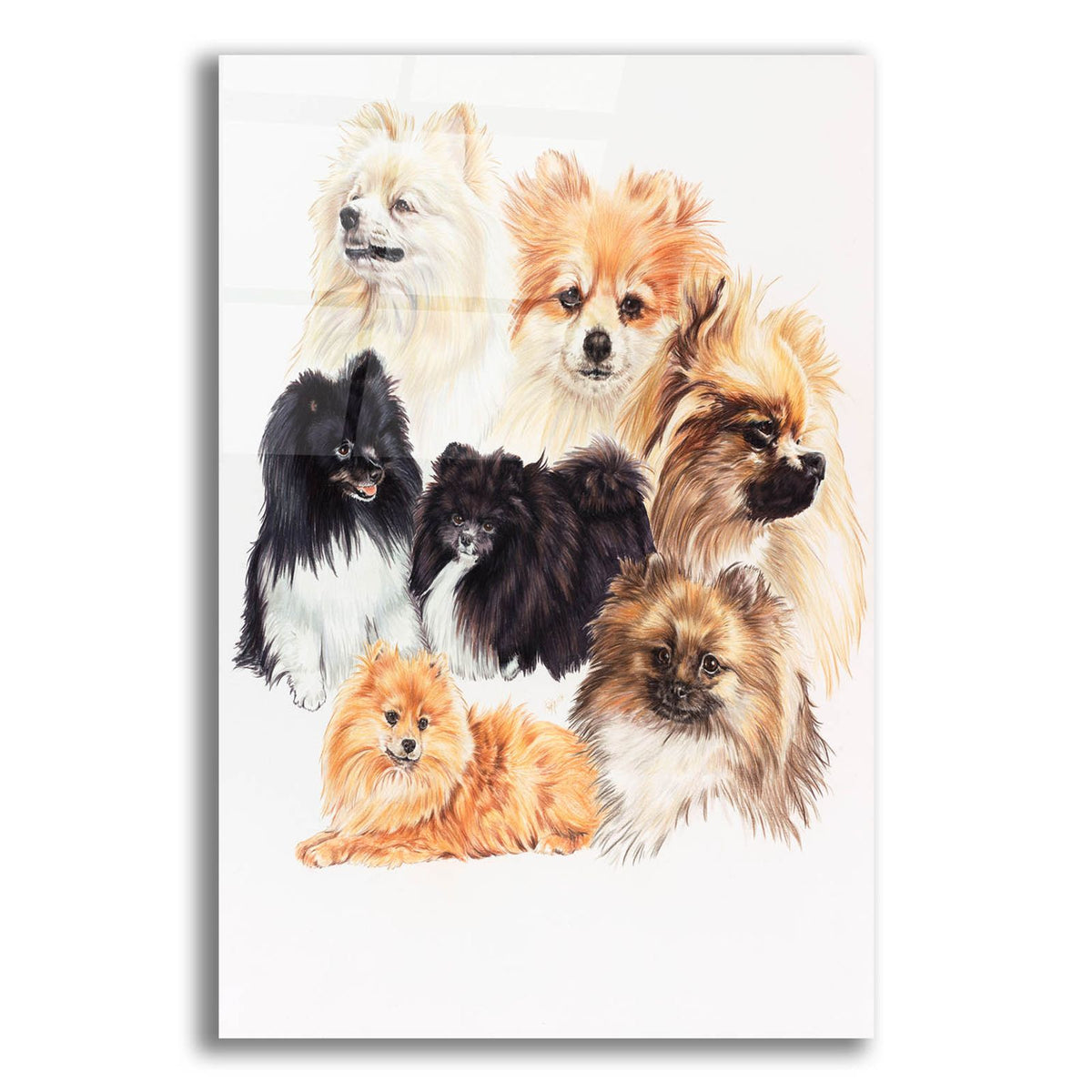 Pomeraneian by Barbara Keith acrylic glass wall art