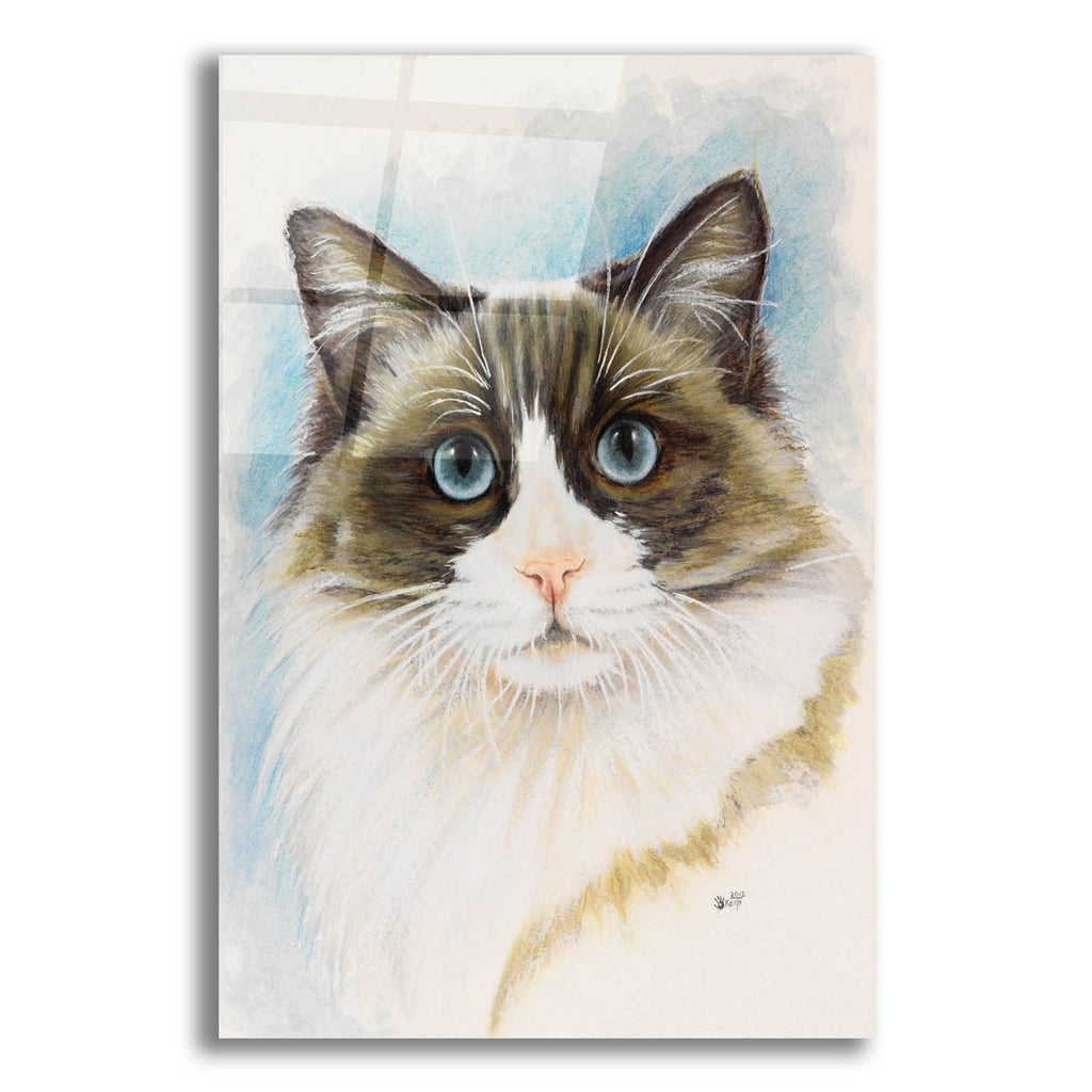 Ragdoll 2 by Barbara Keith acrylic glass wall art