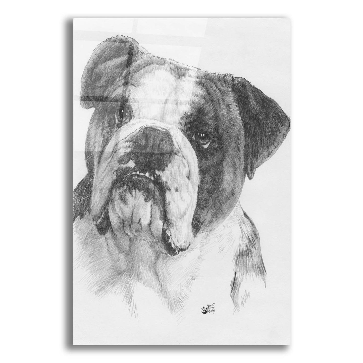 Epic Art 'American Bulldog' by Barbara Keith, Acrylic Glass Wall Art,12x16