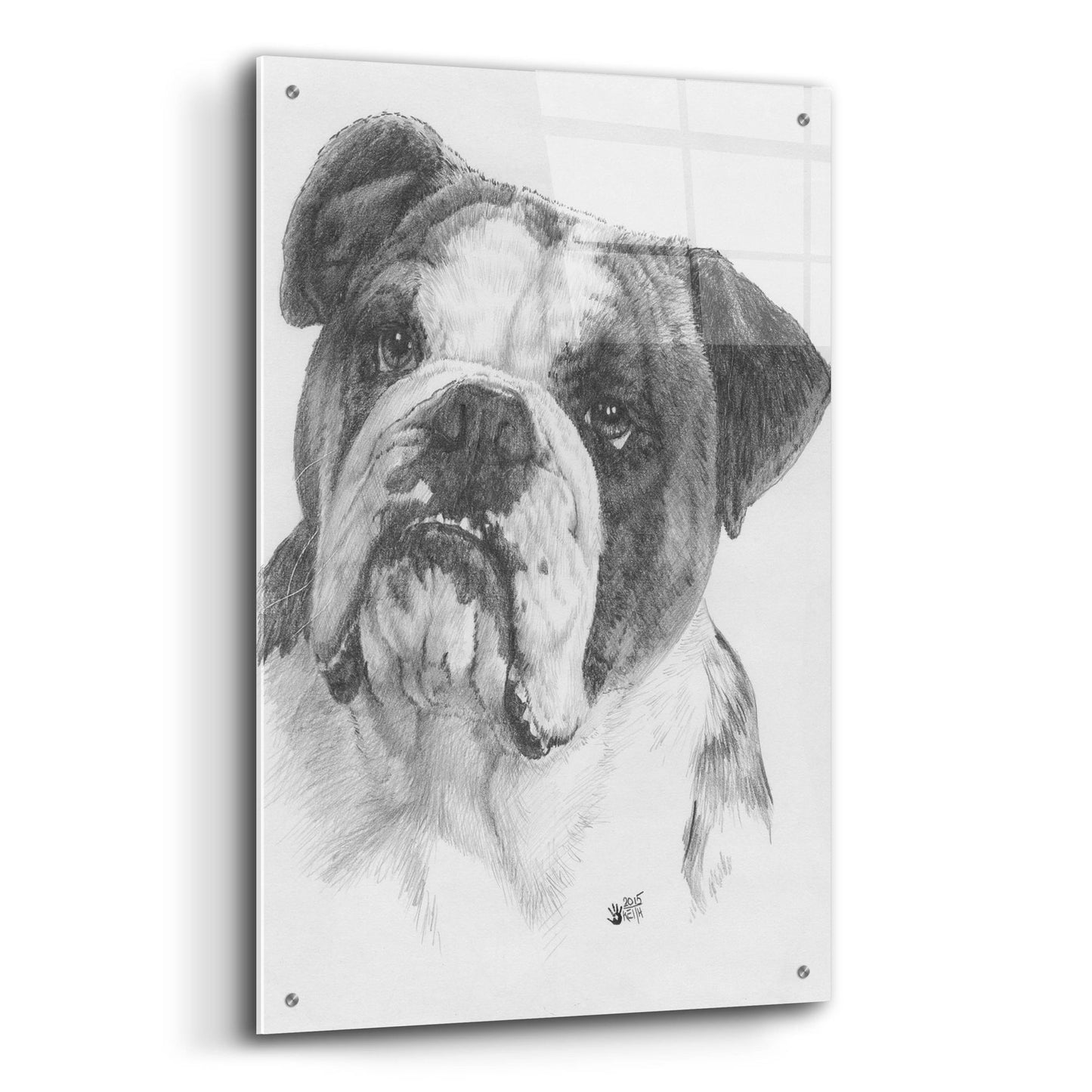 Epic Art 'American Bulldog' by Barbara Keith, Acrylic Glass Wall Art,24x36