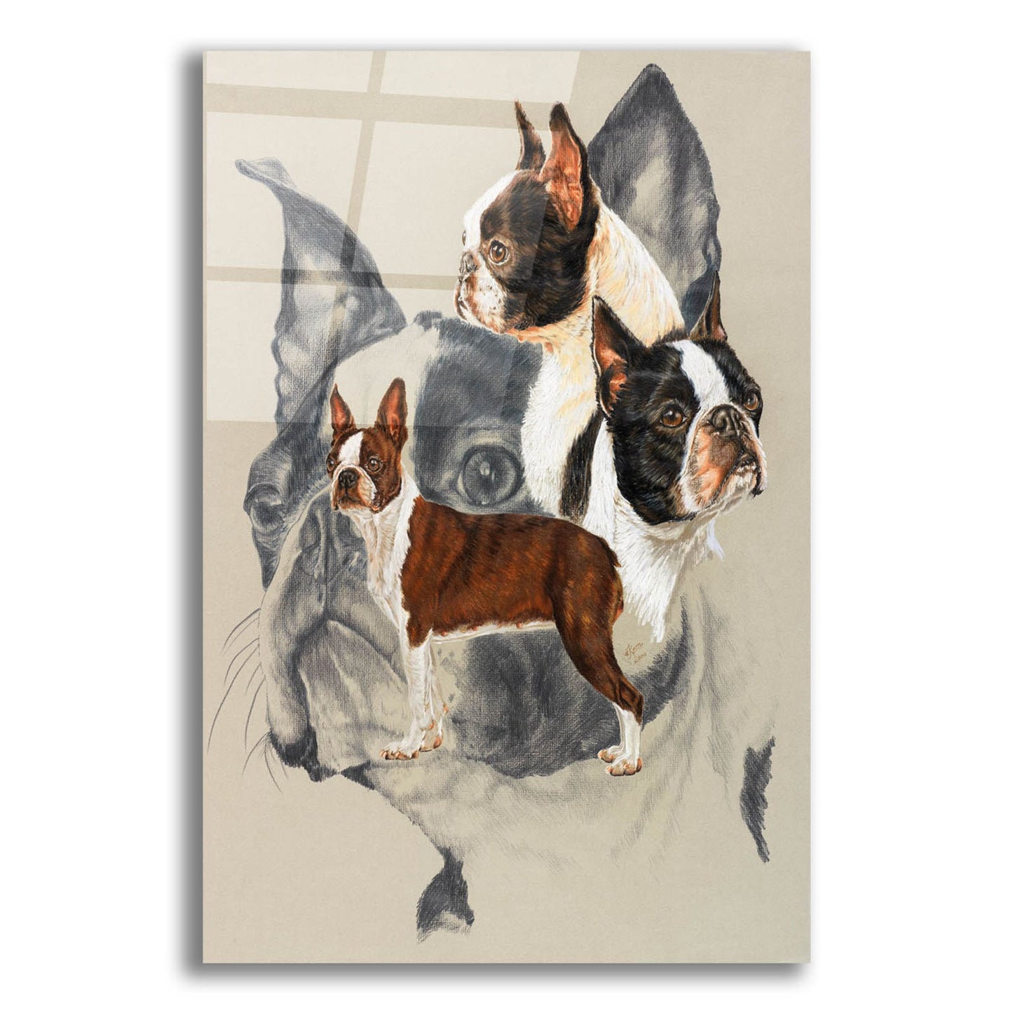 Epic Art 'Boston Terrier 2' by Barbara Keith, Acrylic Glass Wall Art,12x16