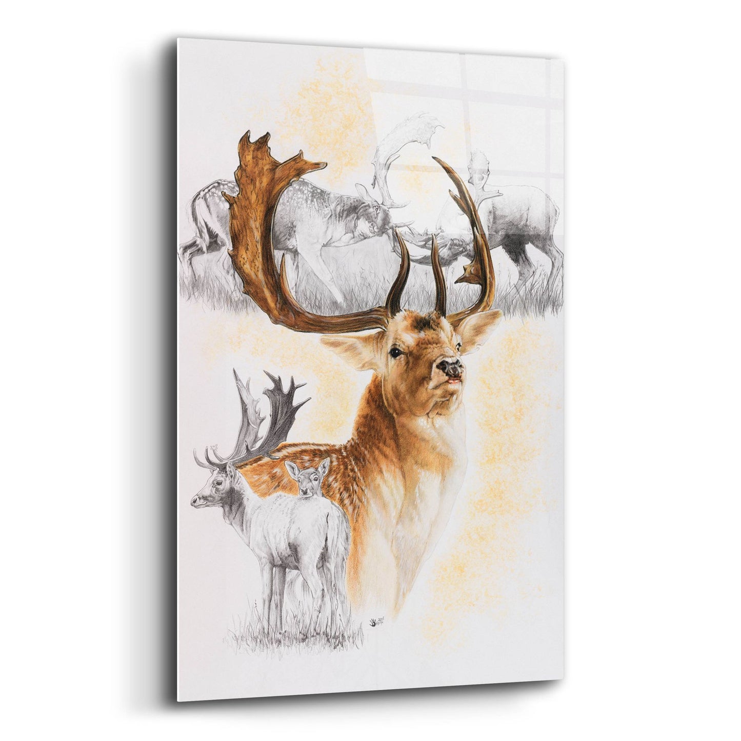 Epic Art 'Fallow Deer' by Barbara Keith, Acrylic Glass Wall Art,12x16