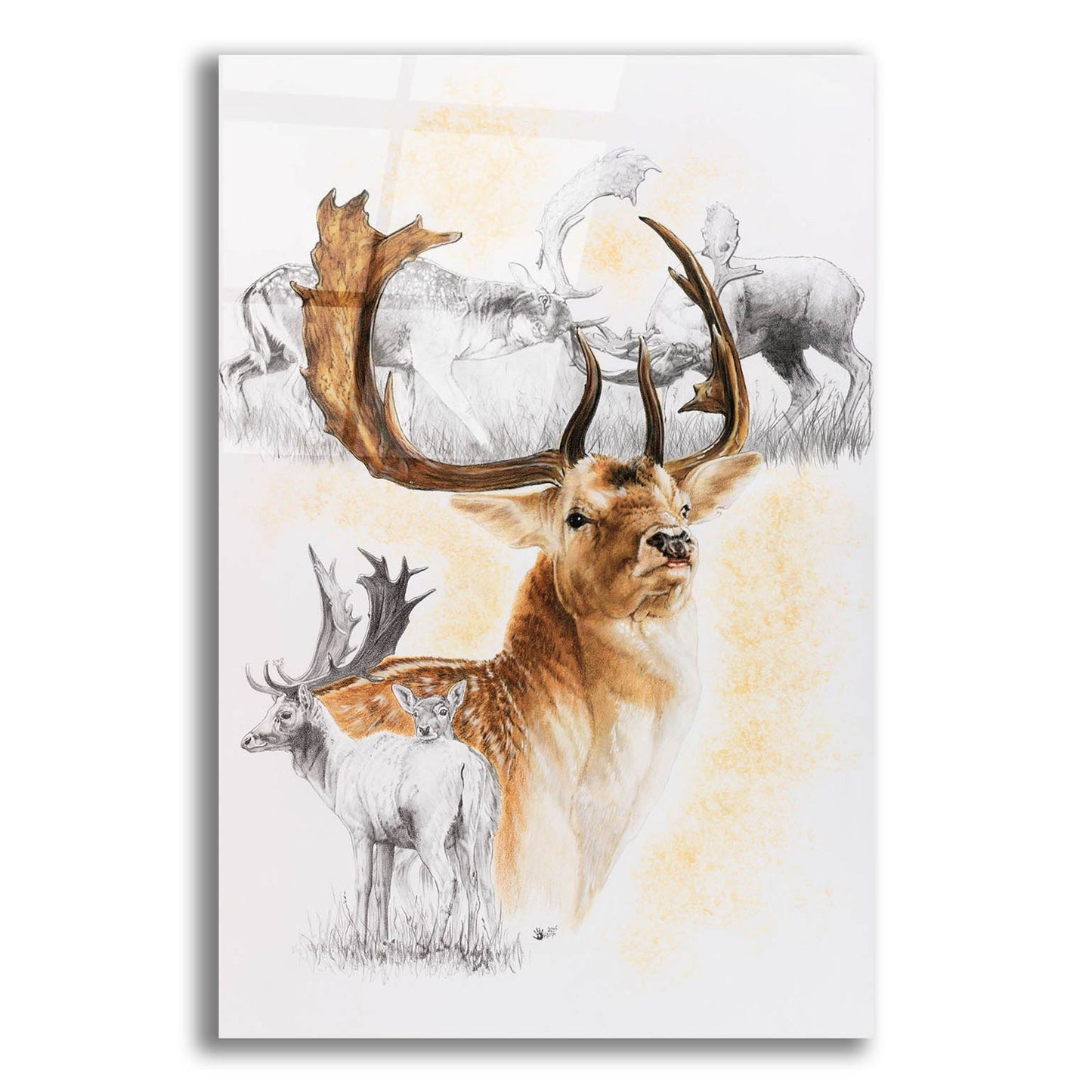 Epic Art 'Fallow Deer' by Barbara Keith, Acrylic Glass Wall Art,12x16